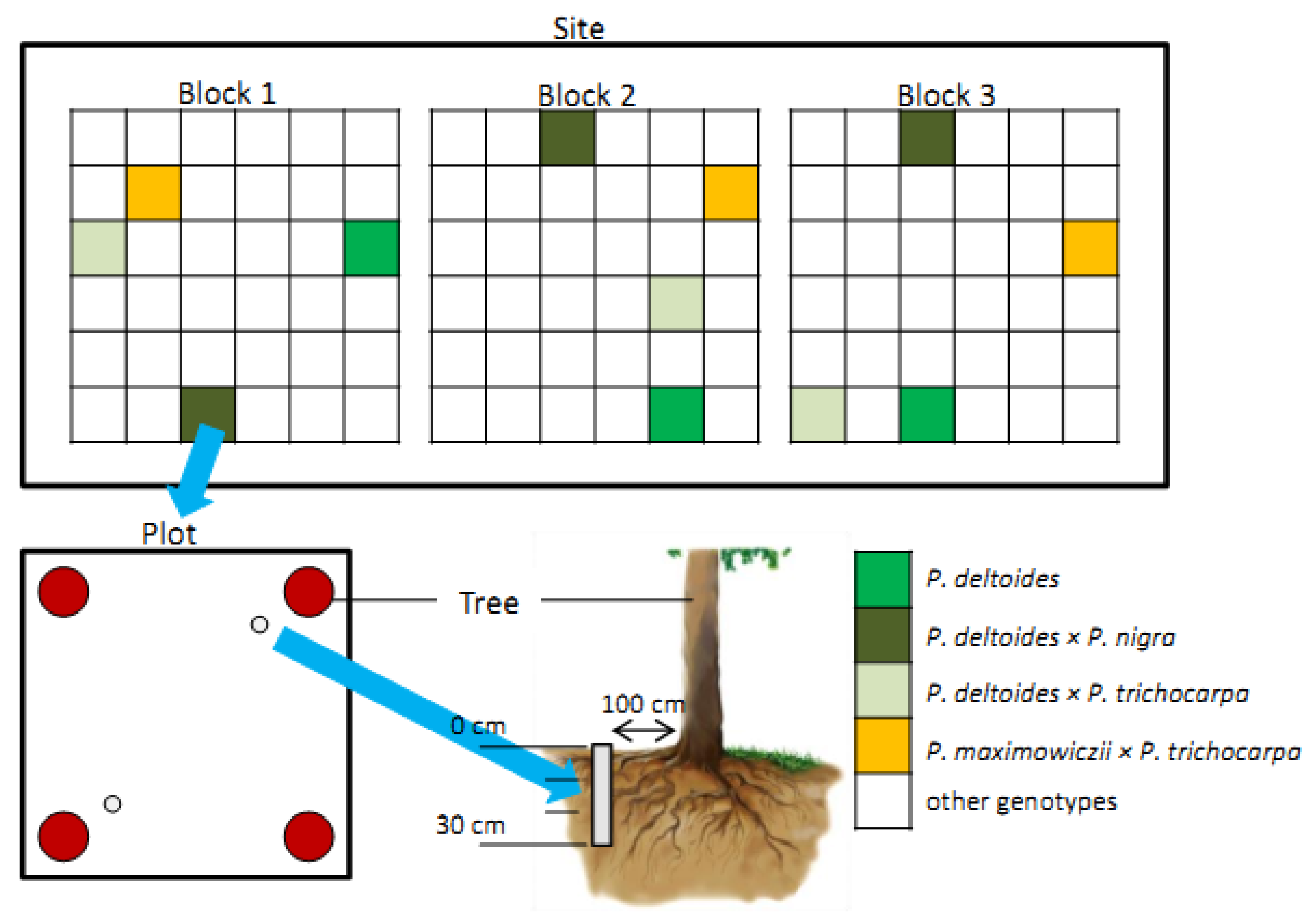 Forests 11 00262 g002 Forests 11 00262 g002