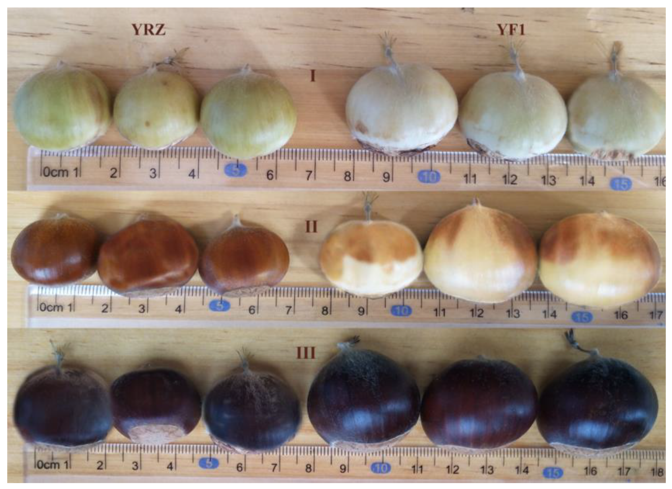 Forests 11 00388 g001