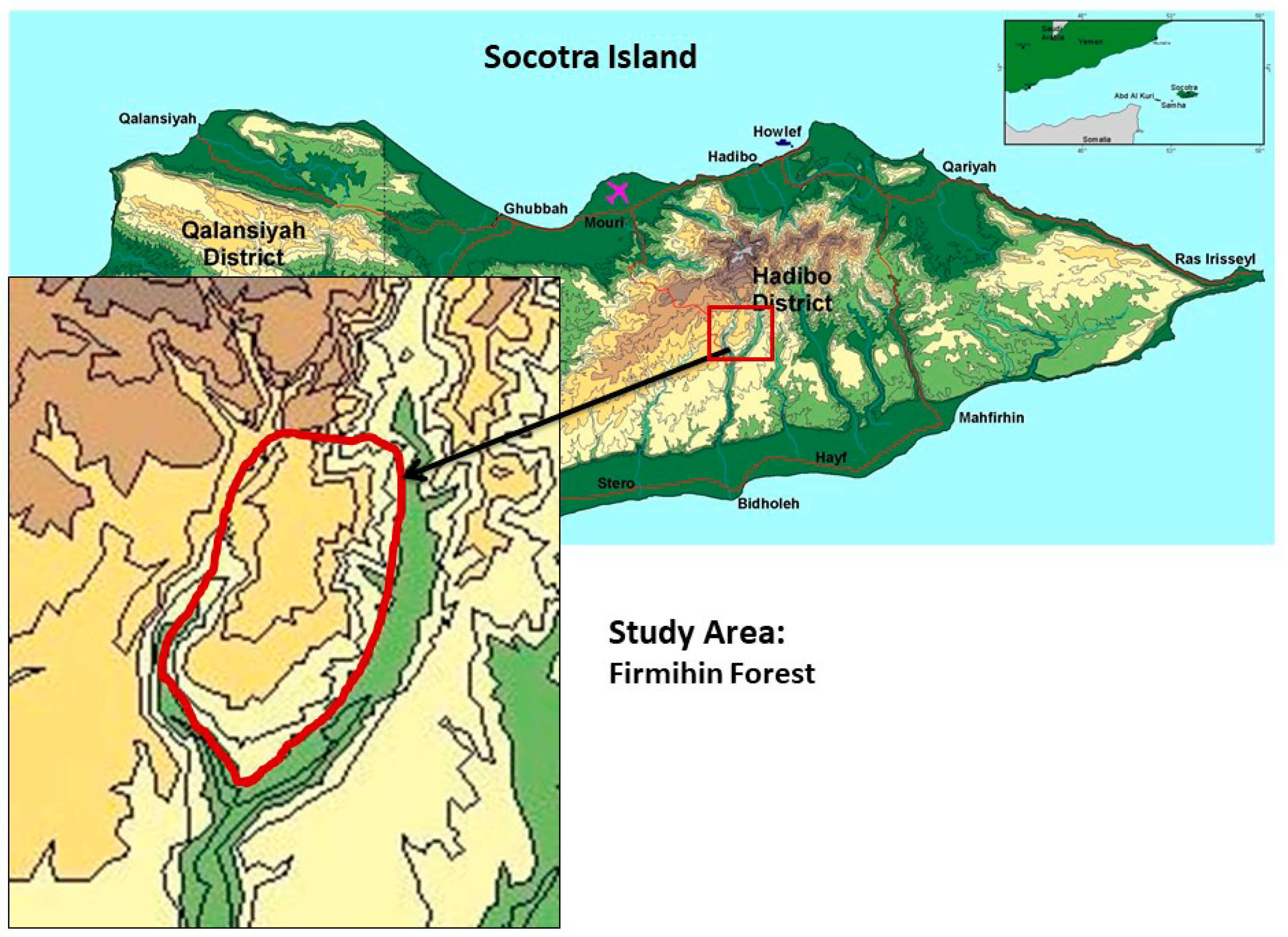 Forests | Free Full-Text | Local Management System of Dragon's Blood Tree  (Dracaena cinnabari Balf. f.) Resin in Firmihin Forest, Socotra Island,  Yemen