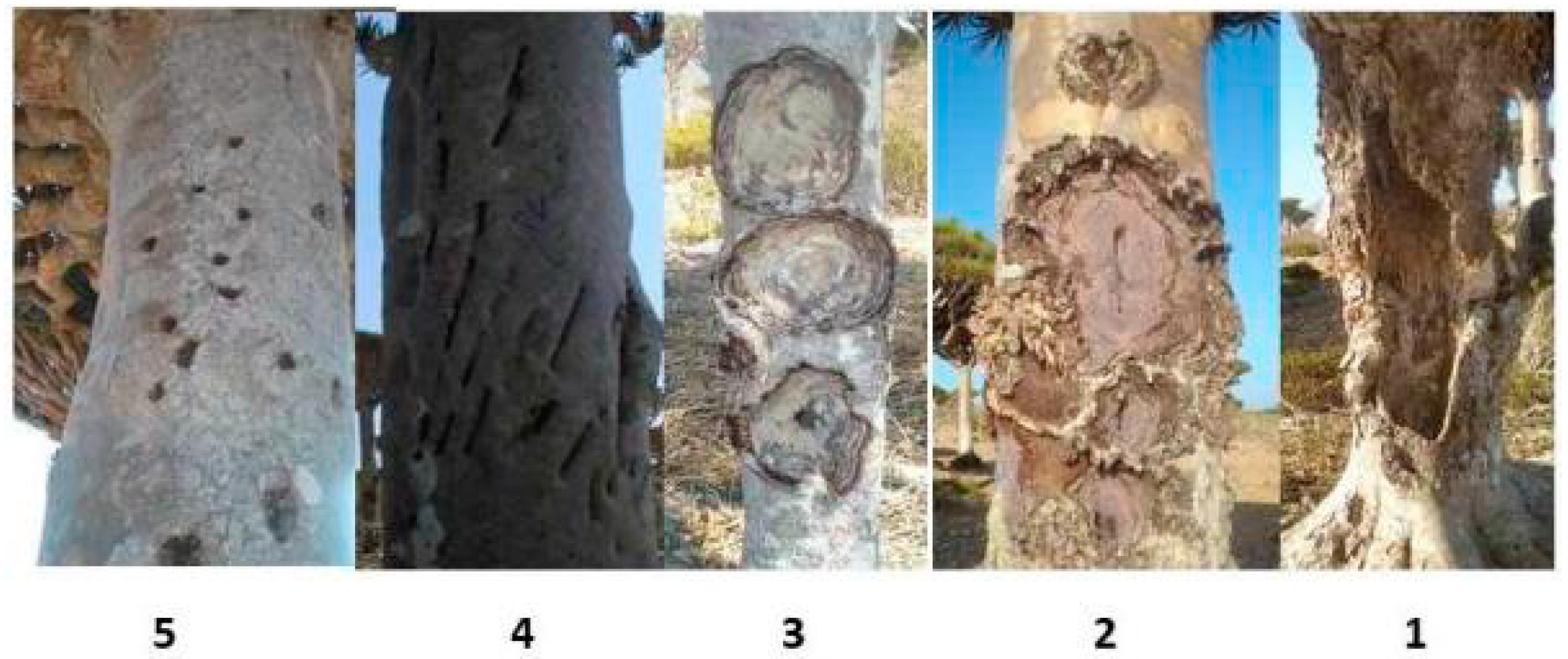 Forests Free Full Text Local Management System Of Dragon S Blood Tree Dracaena Cinnabari Balf F Resin In Firmihin Forest Socotra Island Yemen Html