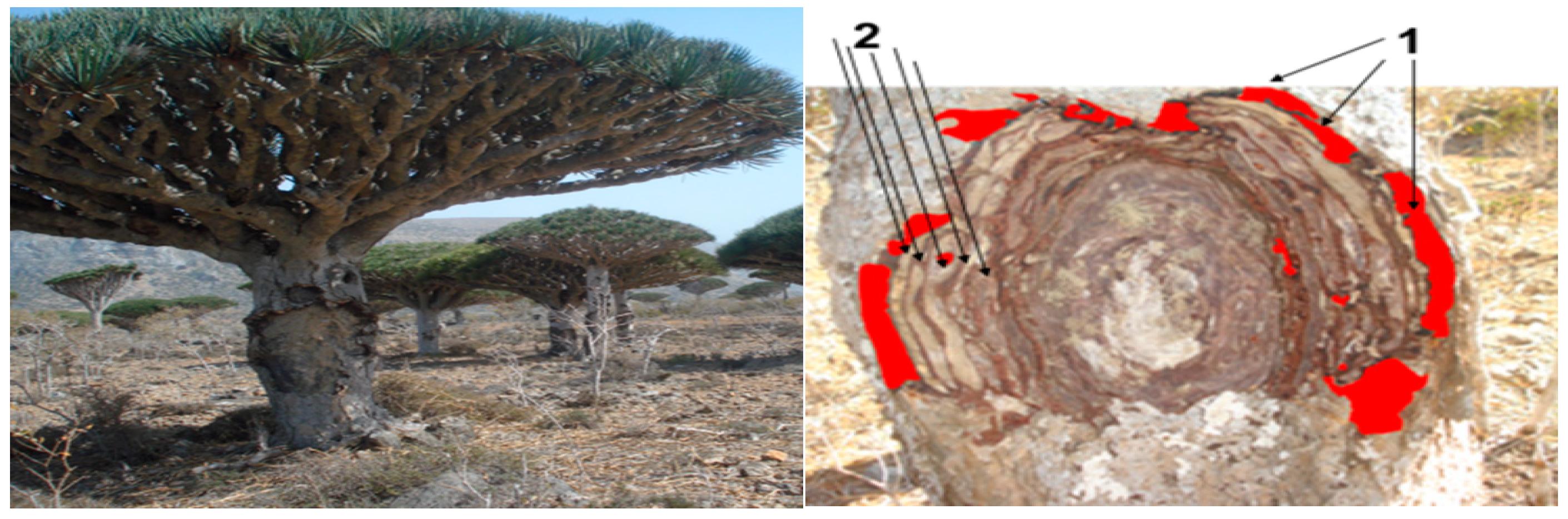 Forests | Free Full-Text | Local Management System of Dragon's Blood Tree ( Dracaena cinnabari Balf. f.) Resin in Firmihin Forest, Socotra Island, Yemen