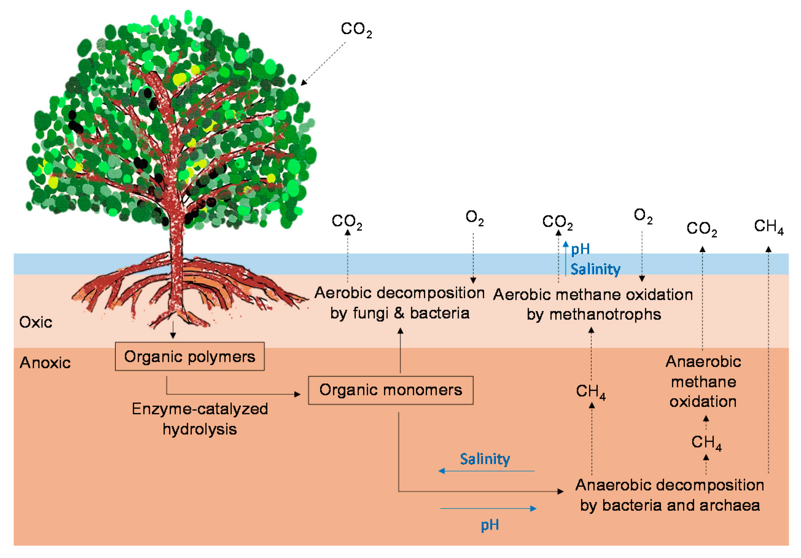 Forests Free Full Text Biogeochemical Processes Of C And N In The Soil Of Mangrove Forest Ecosystems Html