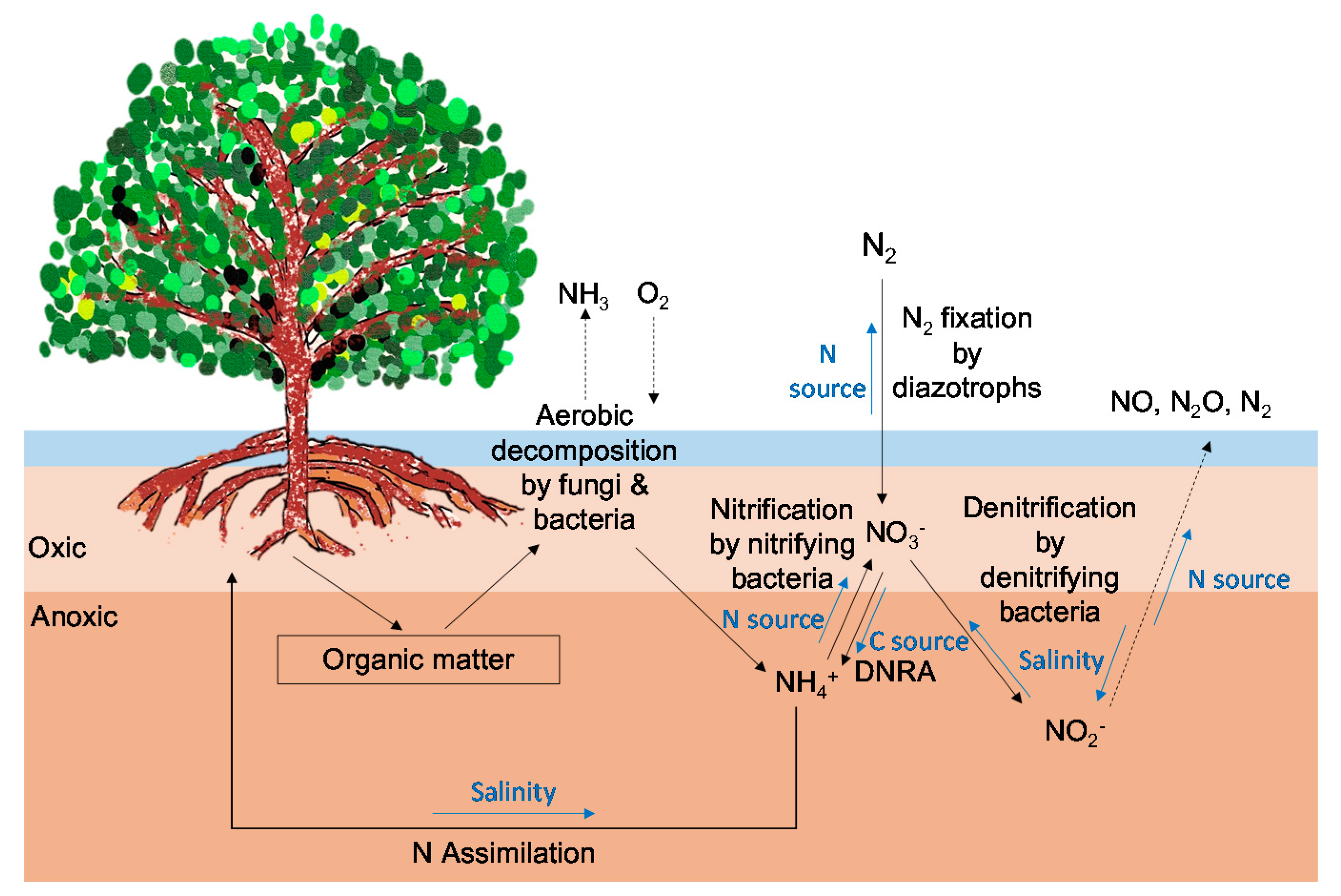 Forests Free Full Text Biogeochemical Processes Of C And N In The Soil Of Mangrove Forest Ecosystems Html