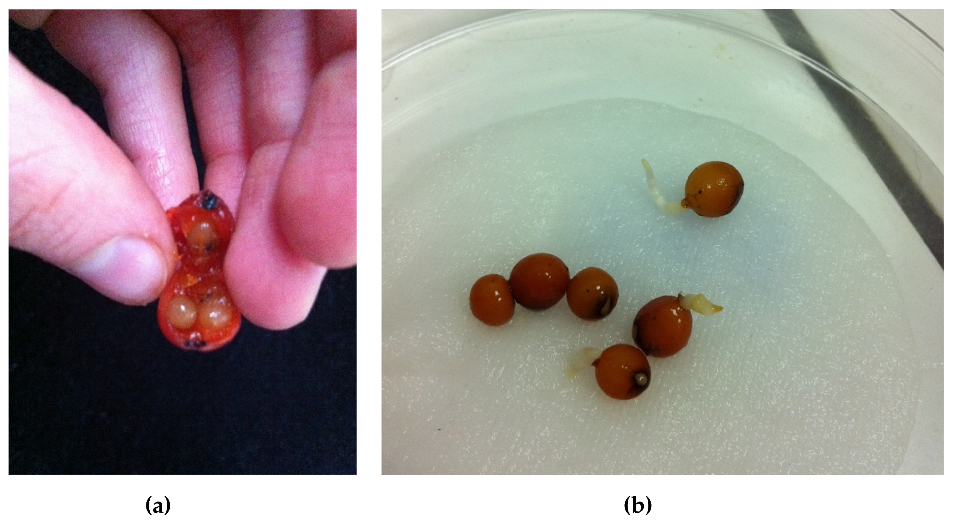 Forests Free Full Text Germination Of Dracaena Cinnabari Balf F Seeds Under Controlled Temperature Conditions