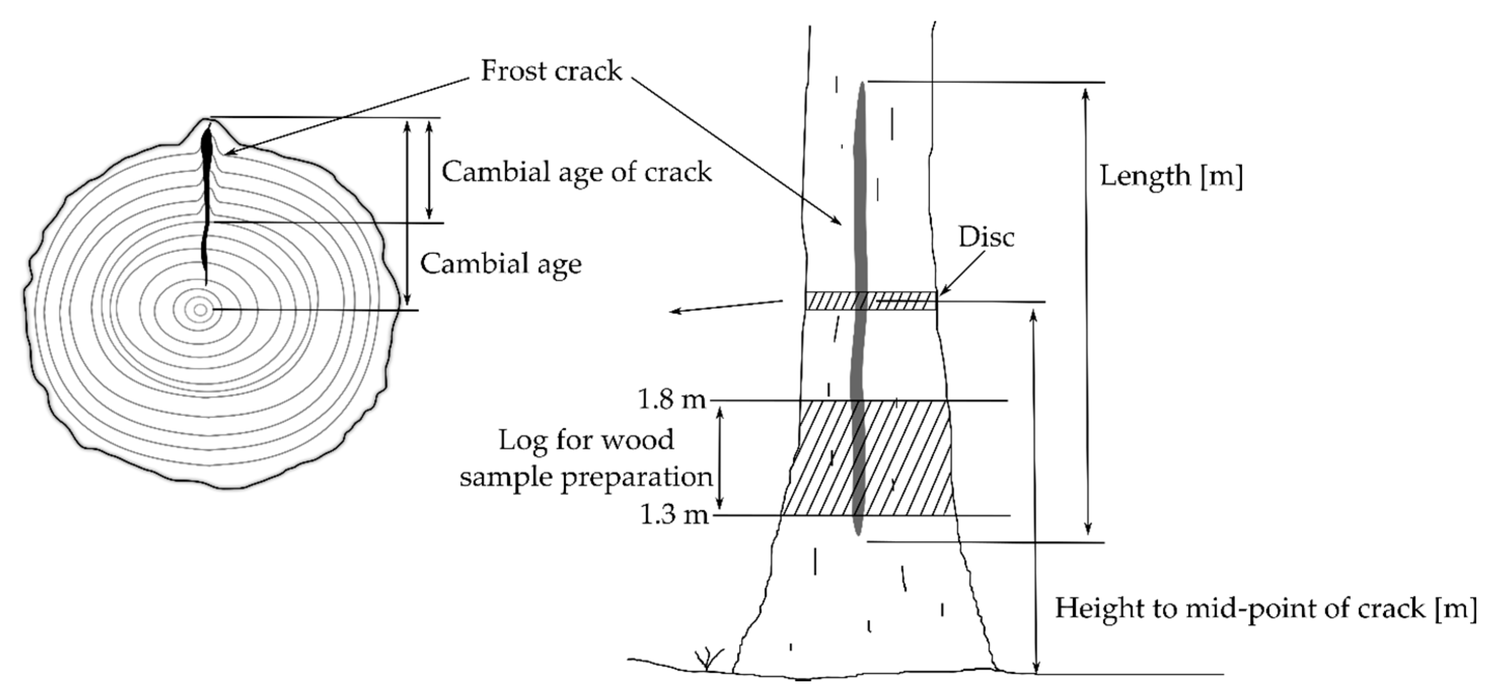 Forests 11 00538 g001 Forests 11 00538 g001