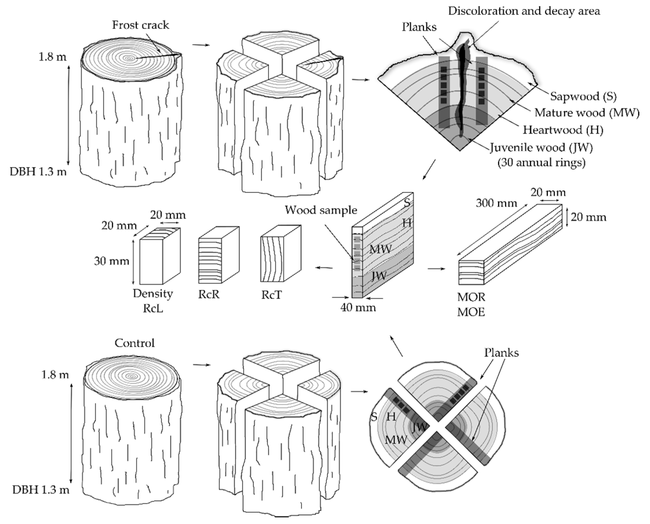 Forests 11 00538 g002 Forests 11 00538 g002