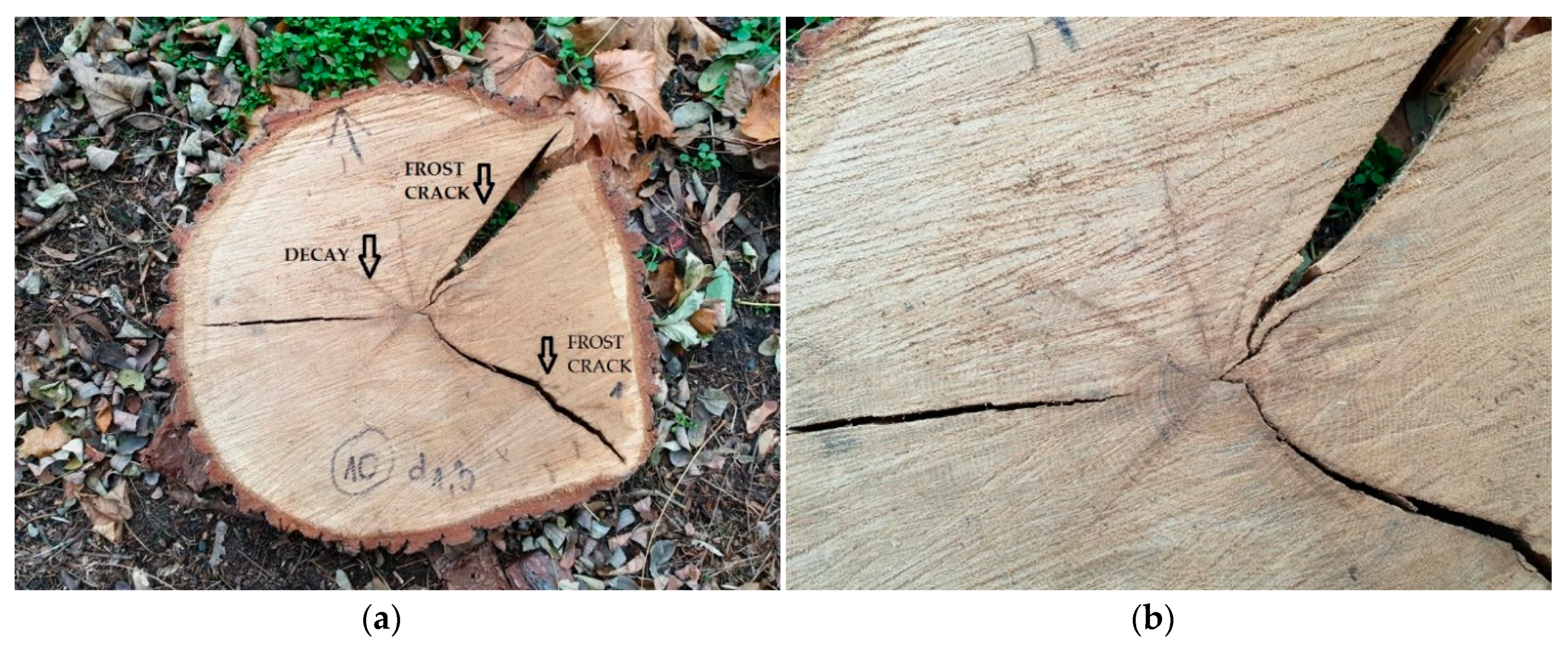 Forests 11 00538 g003 Forests 11 00538 g003