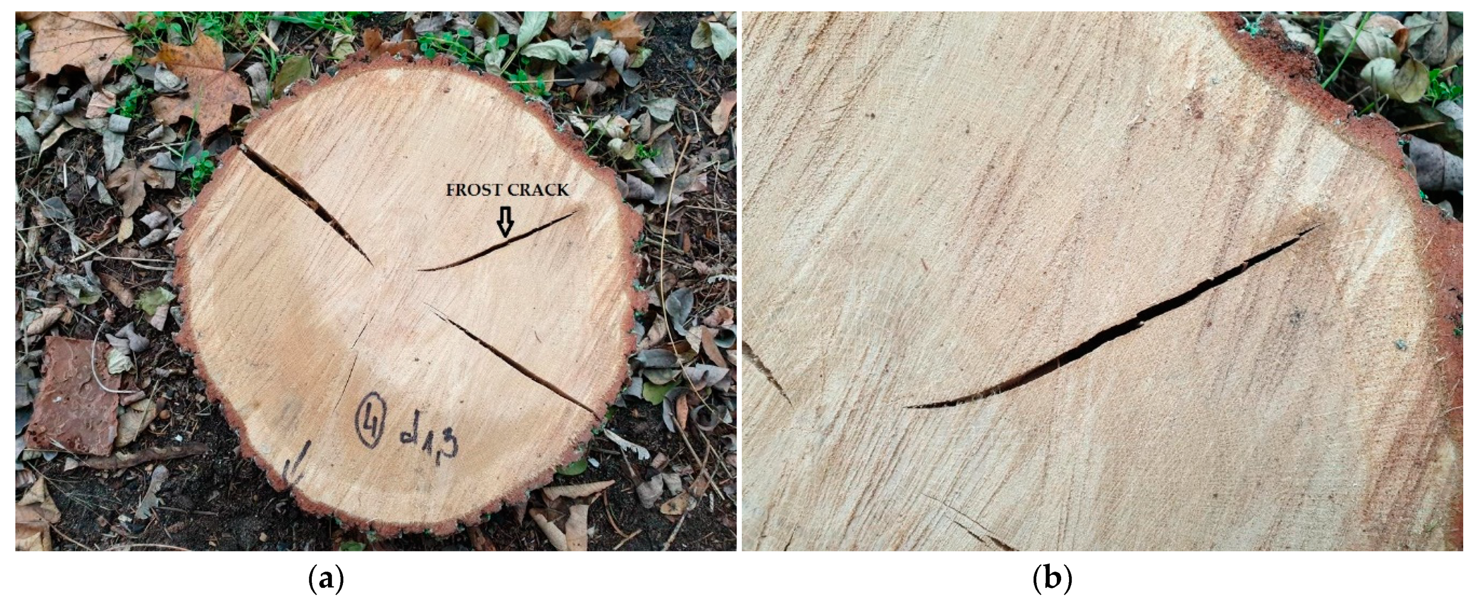 Forests 11 00538 g004 Forests 11 00538 g004