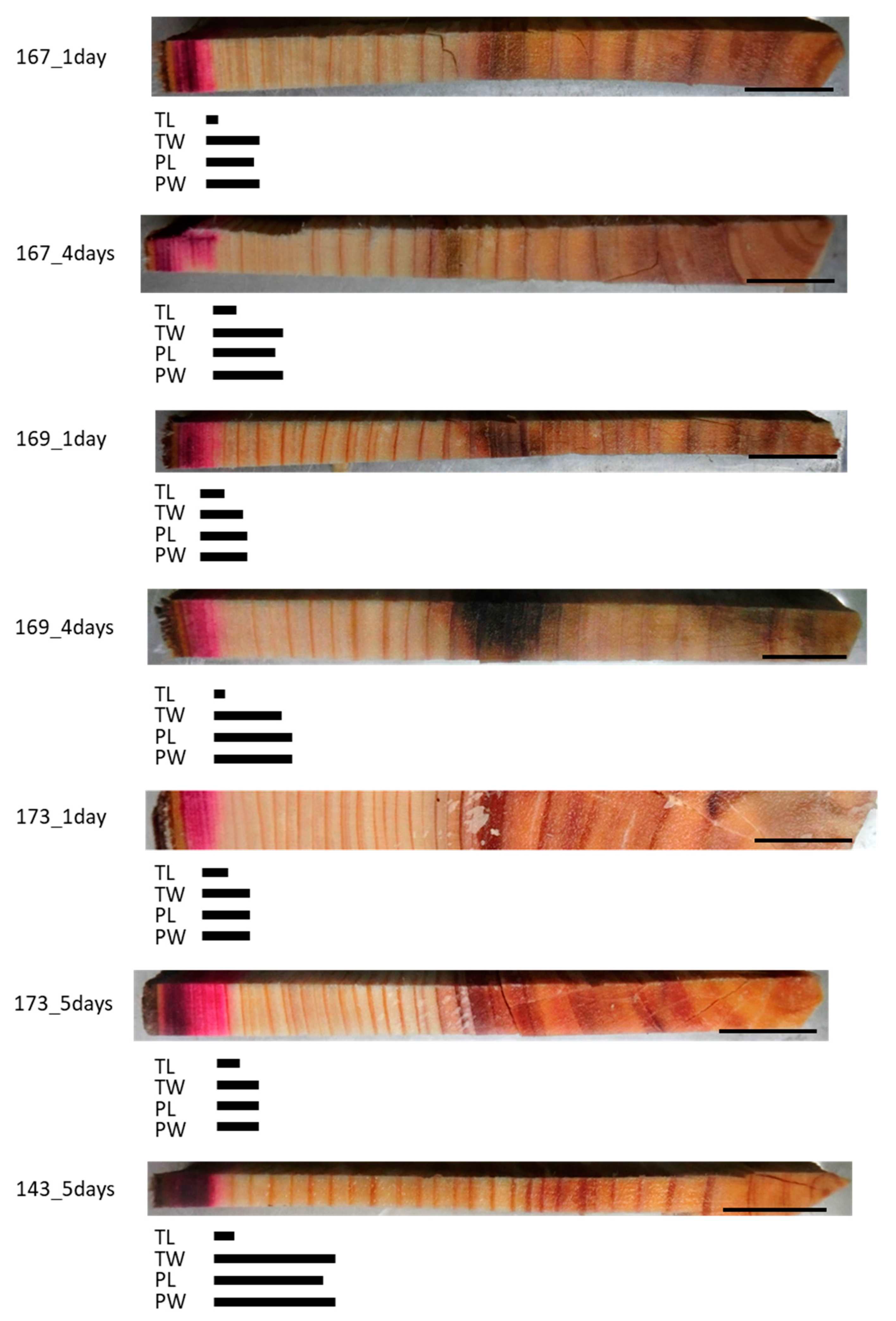 Forests 11 00562 g002