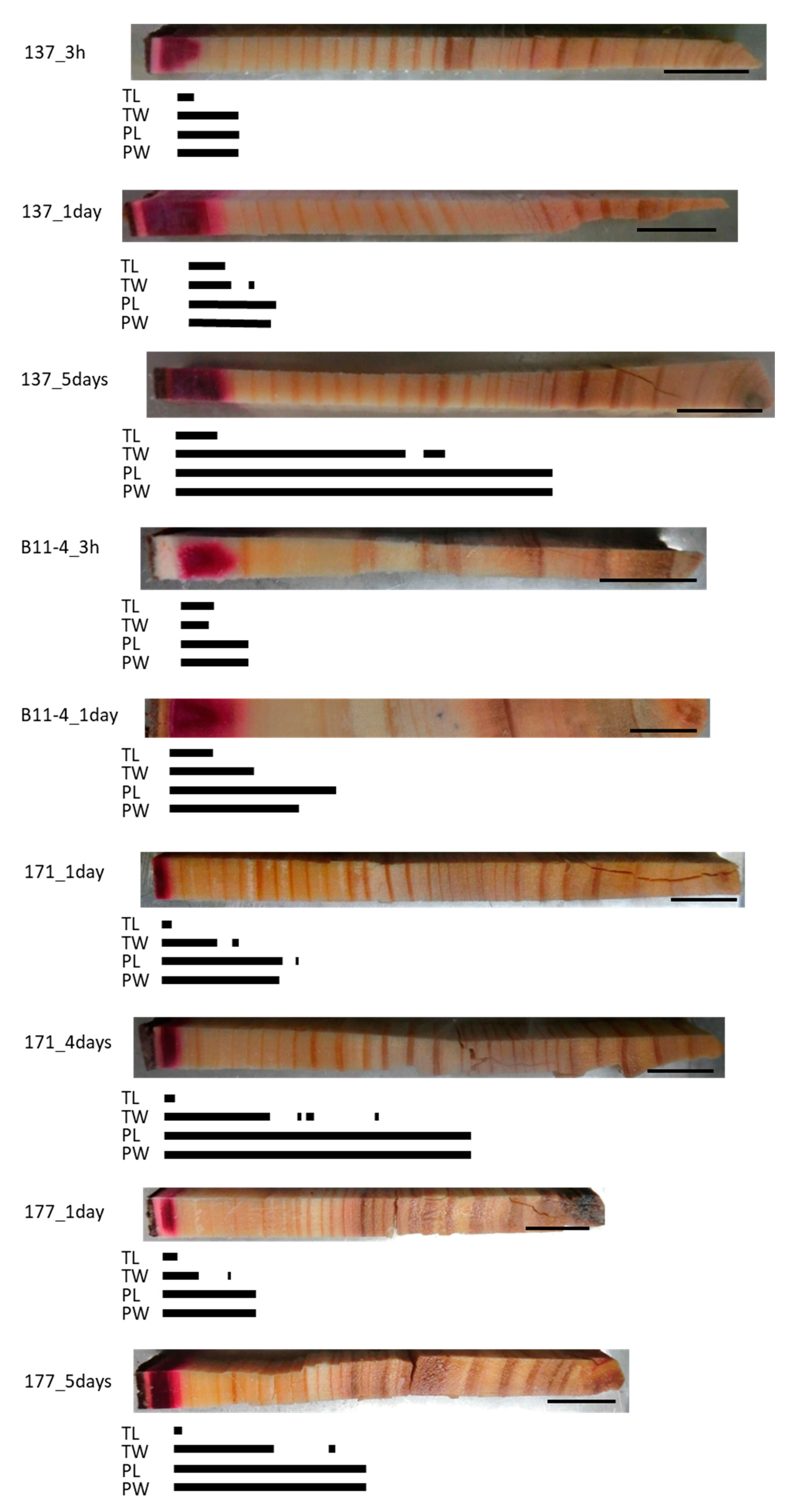 Forests 11 00562 g003