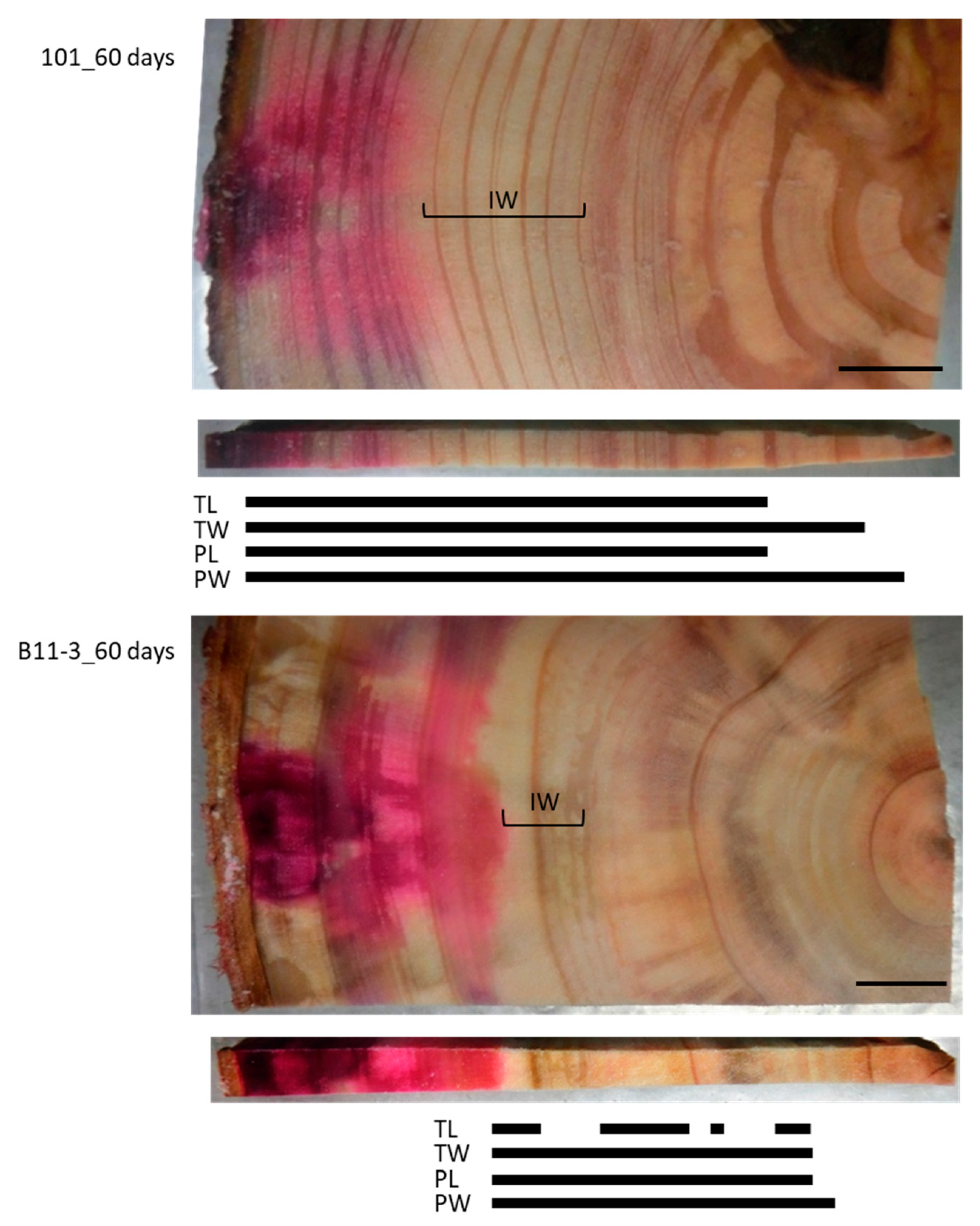 Forests 11 00562 g004
