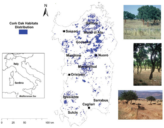 Forests | Free Full-Text | Incorporating Landscape Character in Cork Oak  Forest Expansion in Sardinia: Constraint or Opportunity?