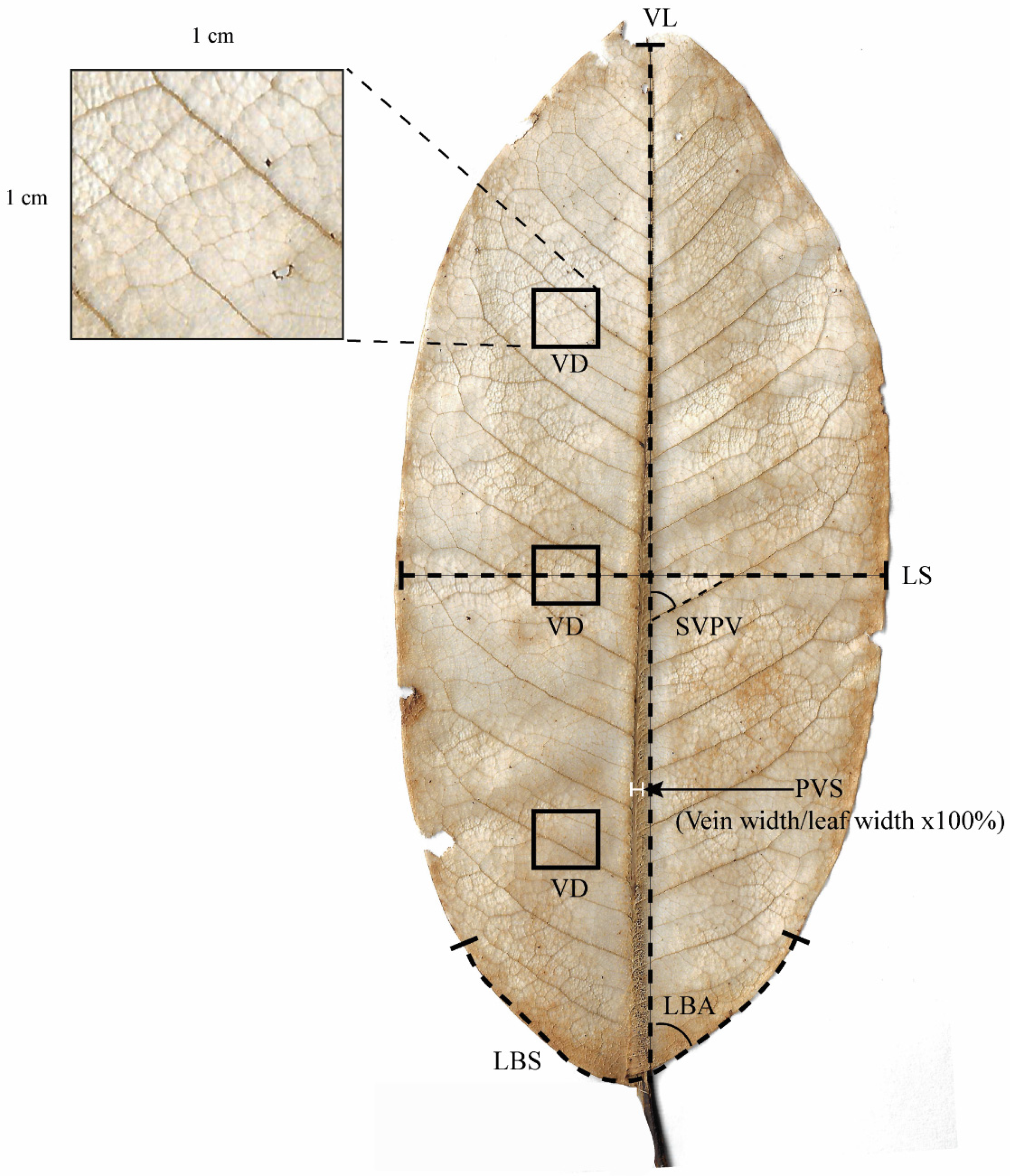 Forests 11 00737 g002