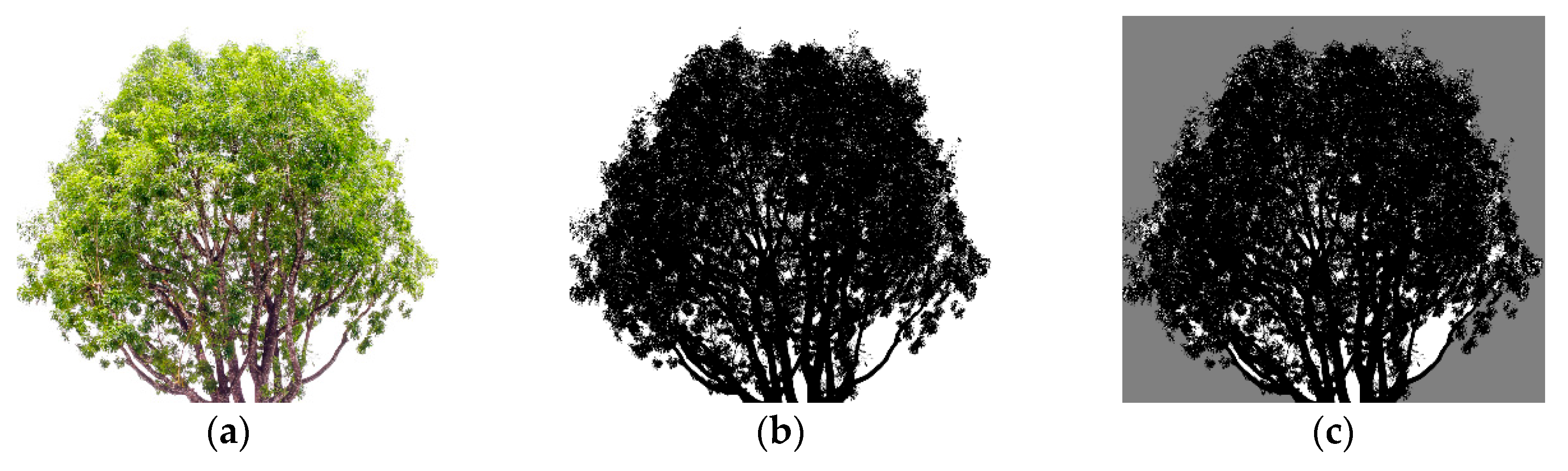 Forests 11 00803 g003