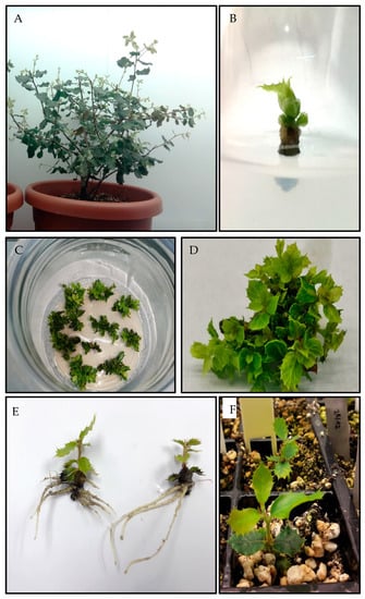 Forests | Free Full-Text | Vegetative Propagation of Phytophthora