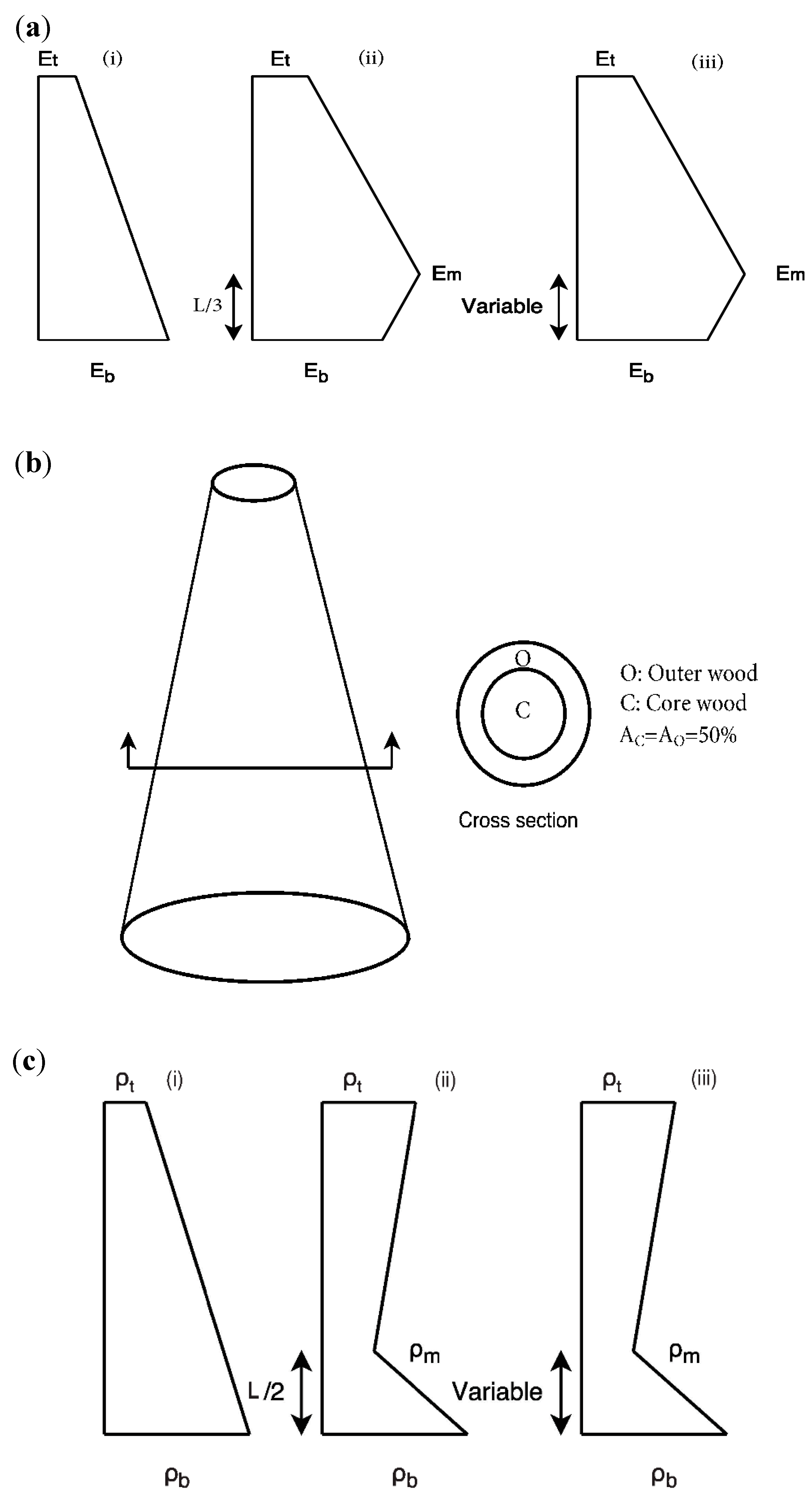 Forests  Free Full-Text  A Numerical Approach to Estimate Within Cross Section Worksheet 7th Grade