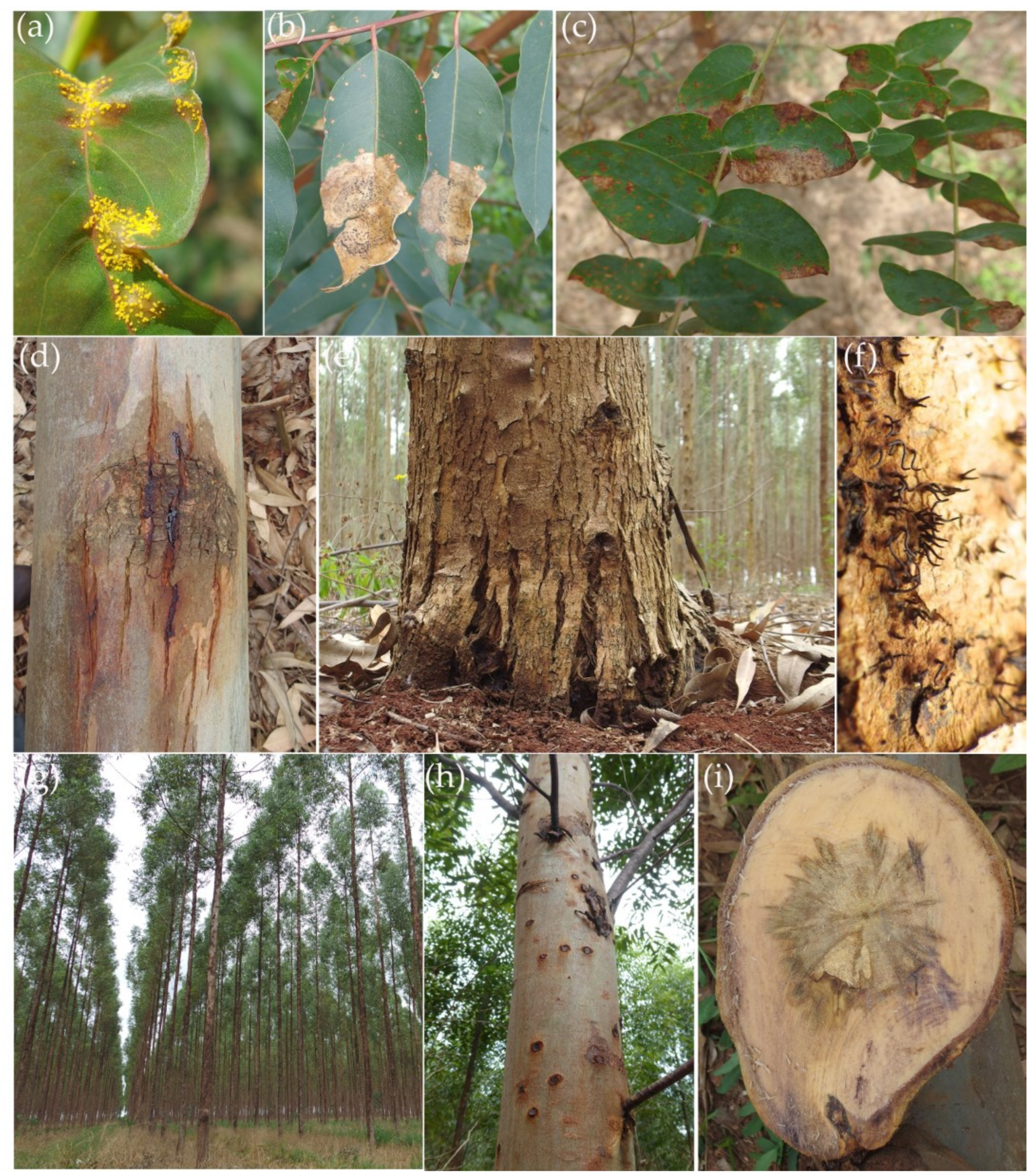 Forests 11 01035 g002 Forests 11 01035 g002