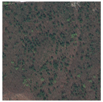 Forests 12 00066 i001 Forests 12 00066 i001