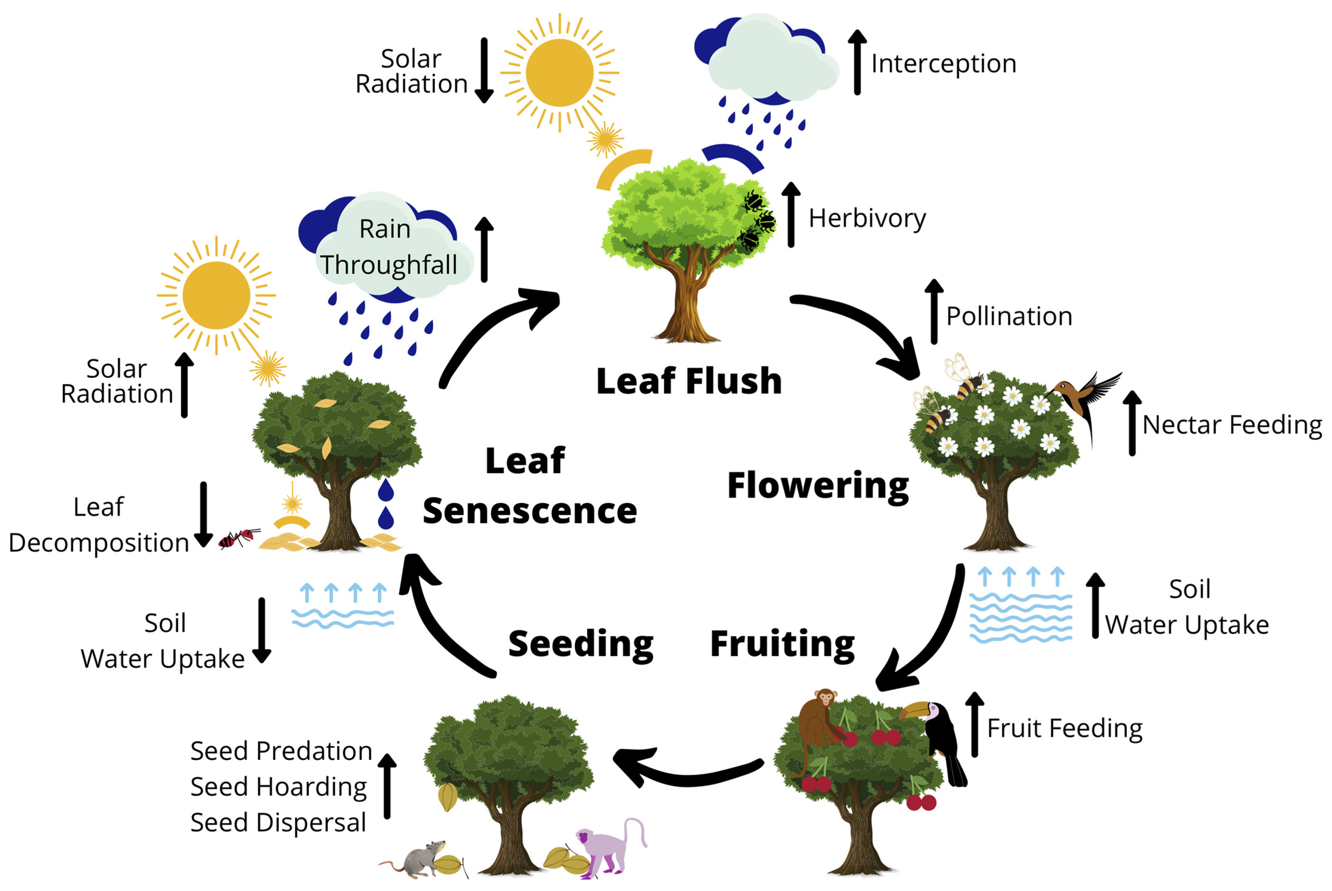 Forests | Free Full-Text | Monitoring Forest Phenology in a Changing World