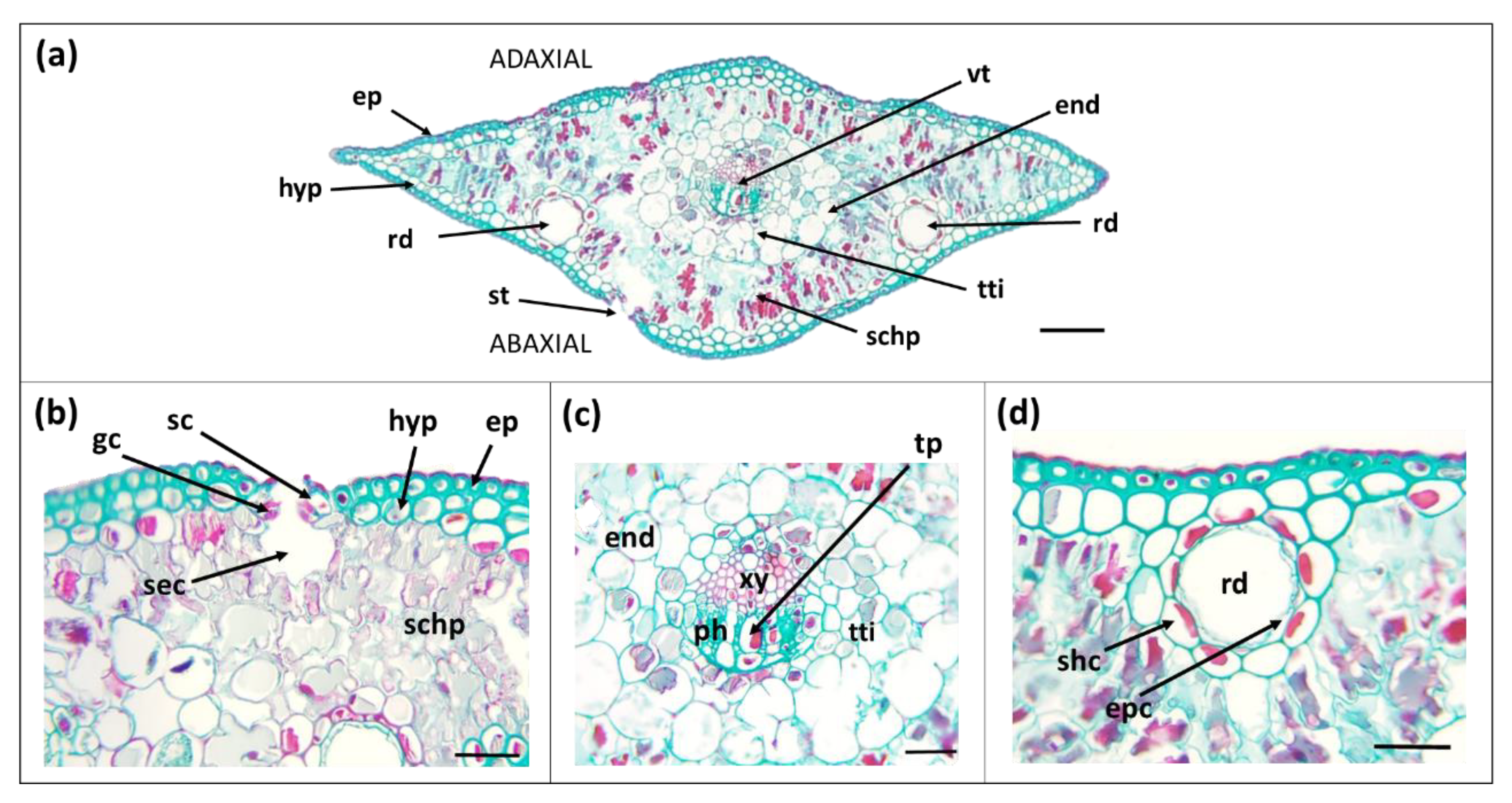 Forests 12 00341 g004