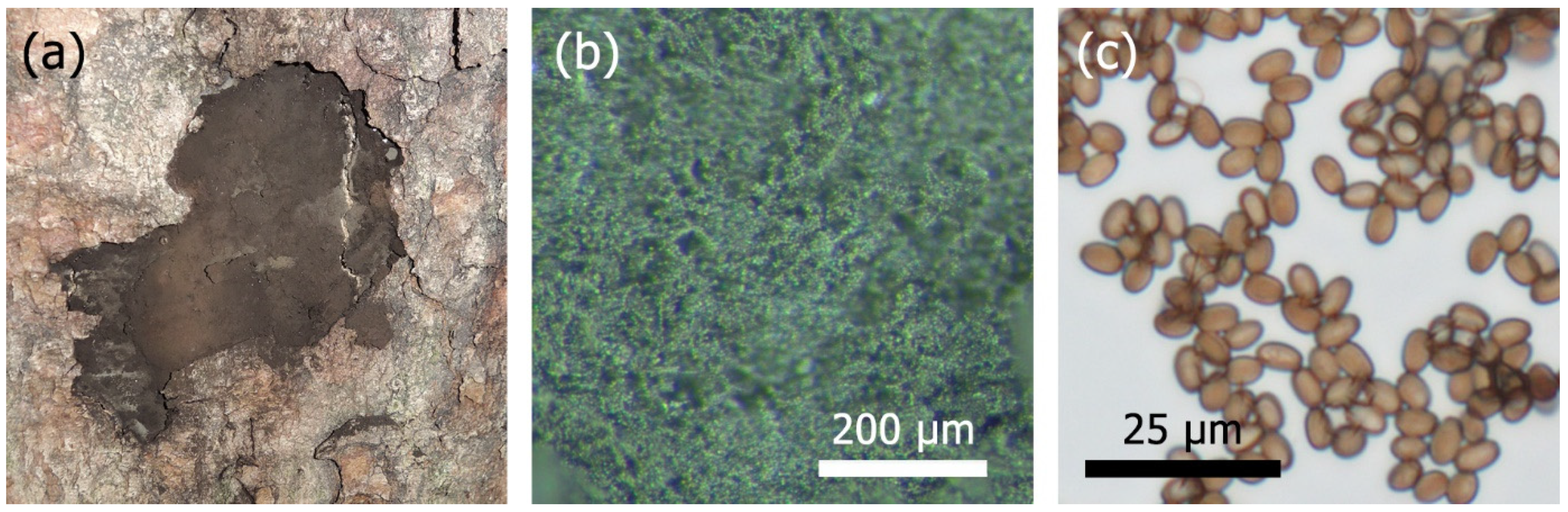 Forests 12 00377 g001