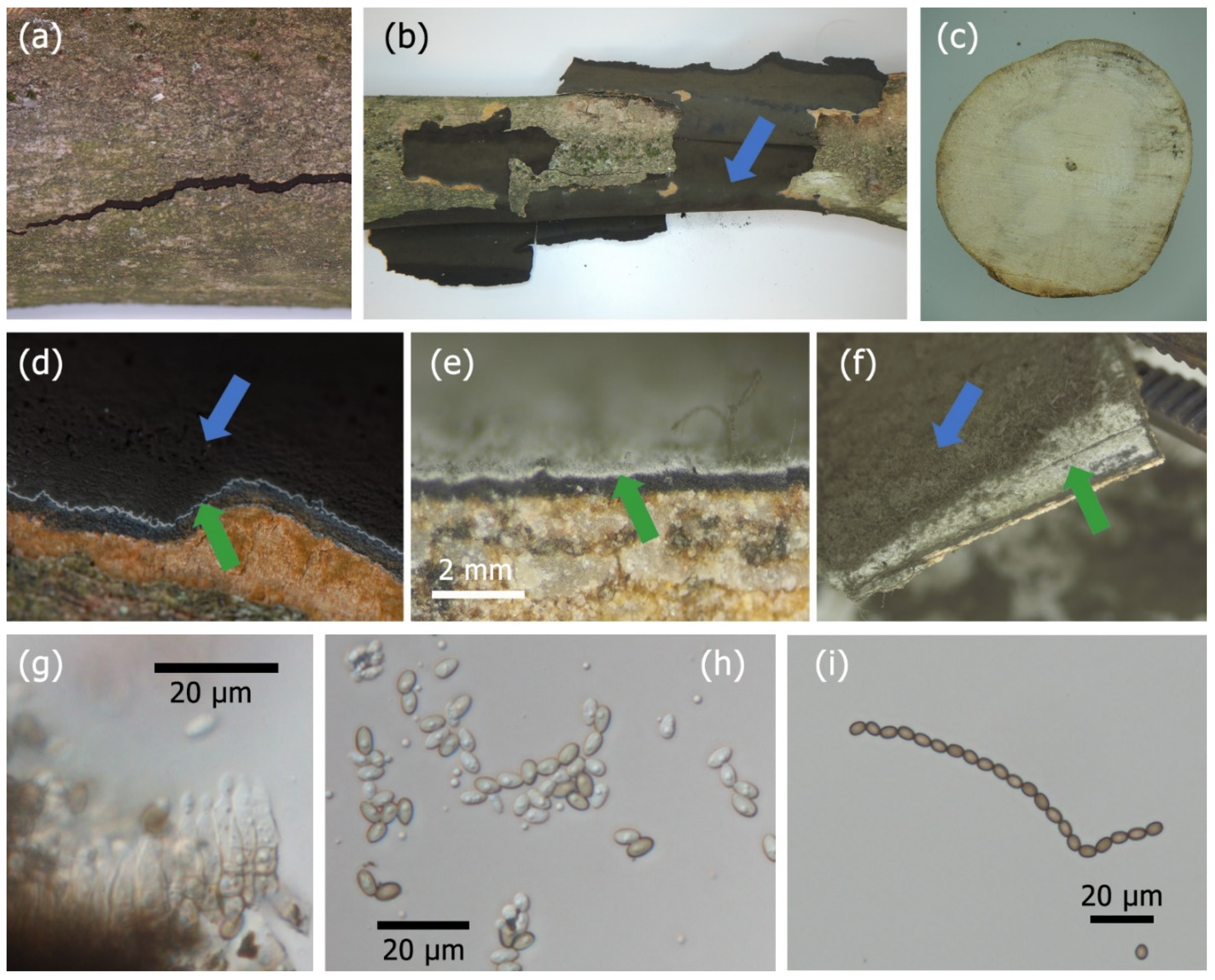 Forests 12 00377 g002