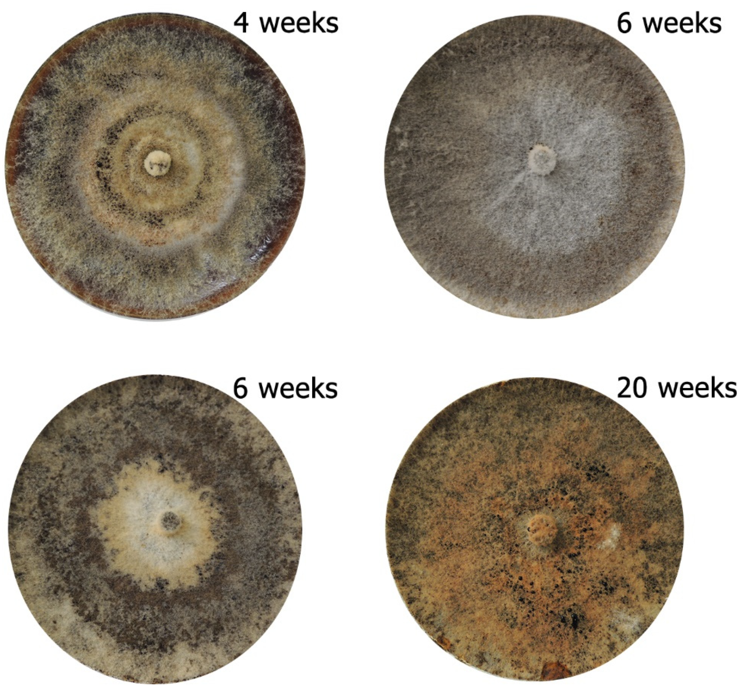 Forests 12 00377 g003