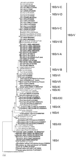 Viral Diseases in Plants-303 | PDF | Virus | Potato