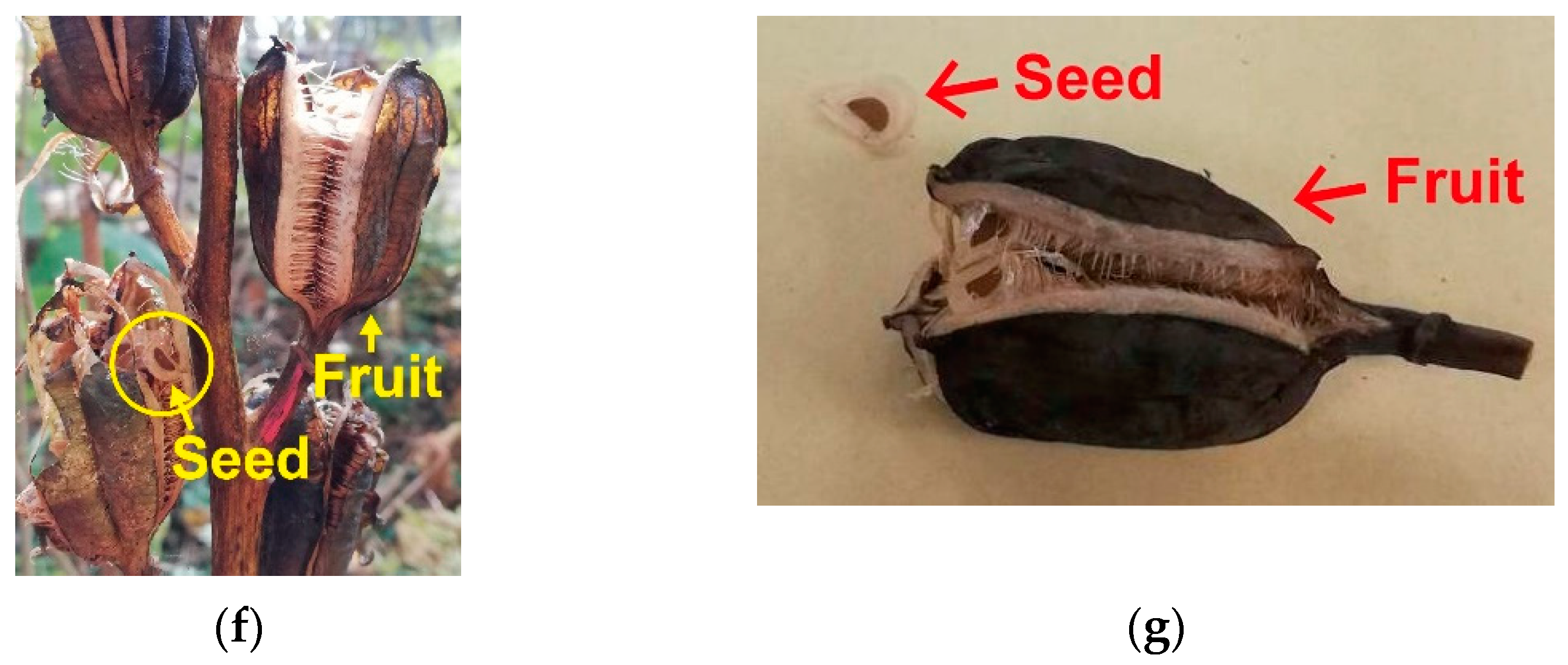 Forests 12 00452 g001b