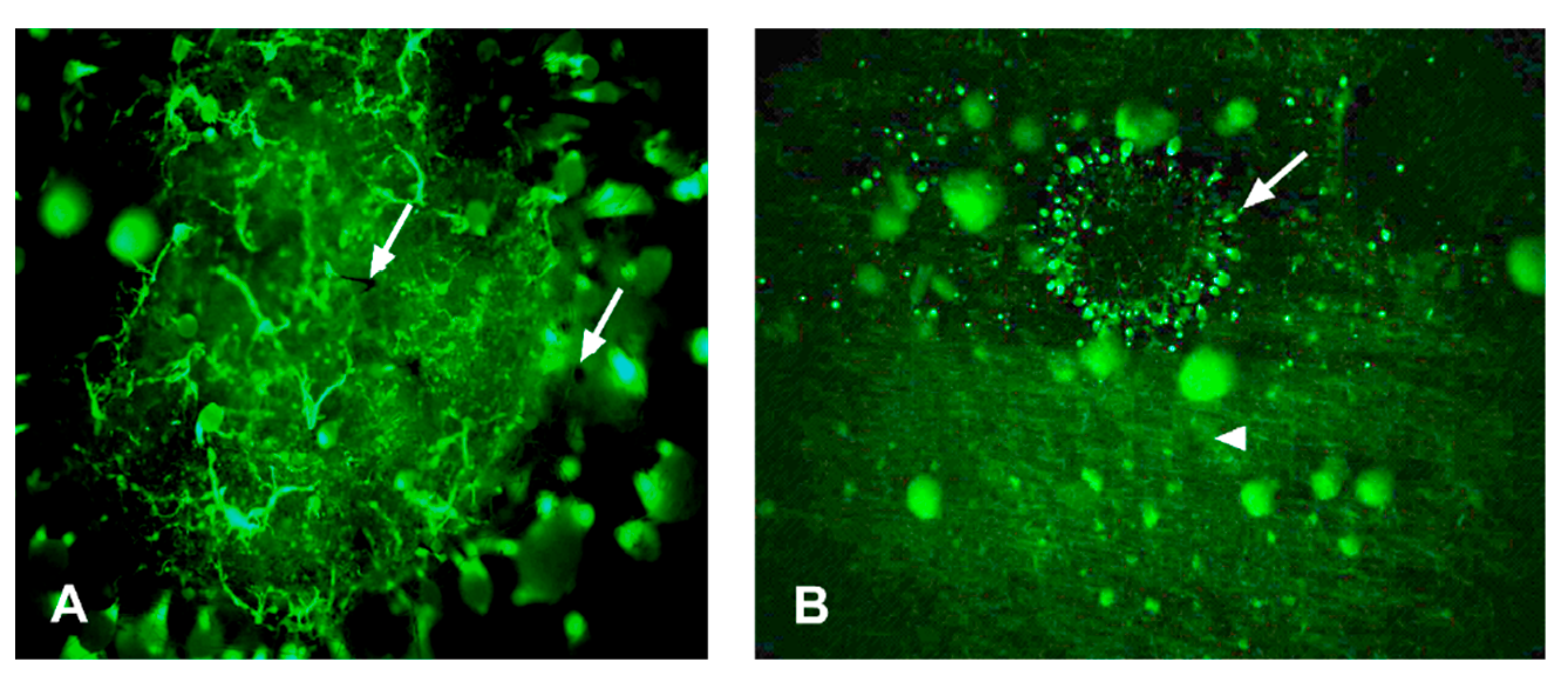 Forests 12 00542 g004 Forests 12 00542 g004