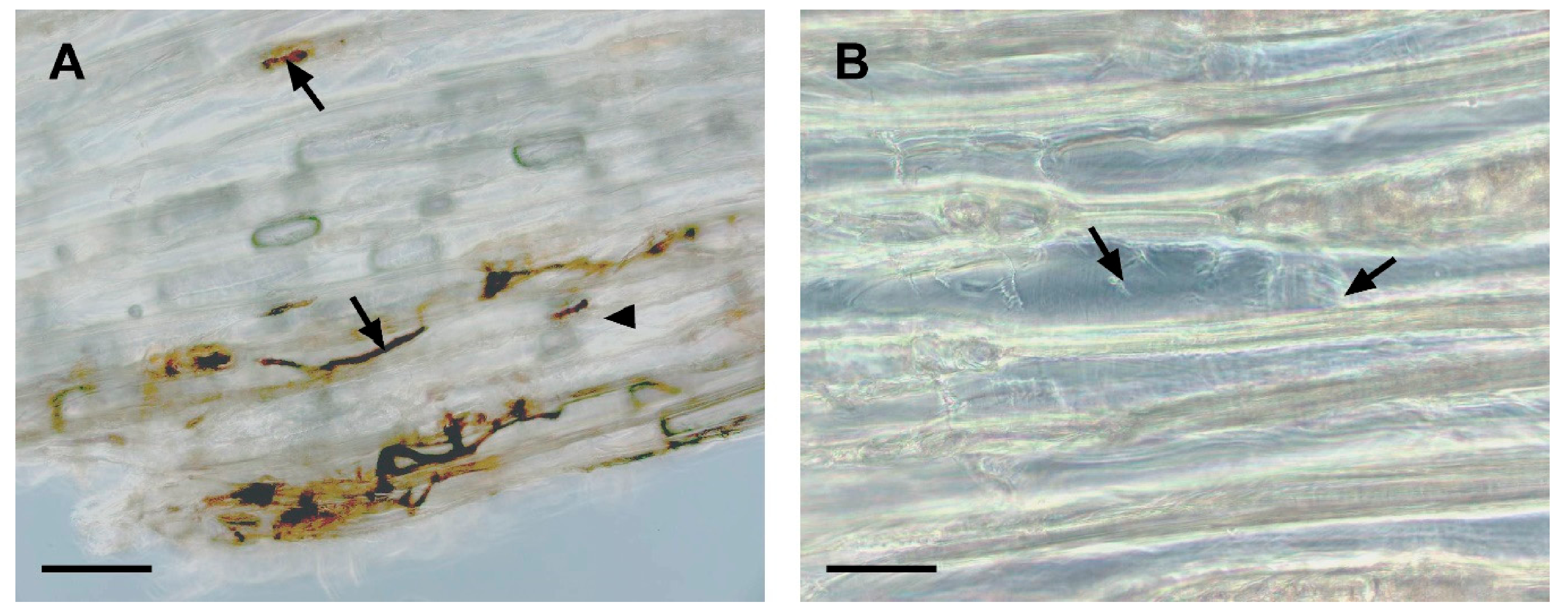 Forests 12 00542 g005 Forests 12 00542 g005