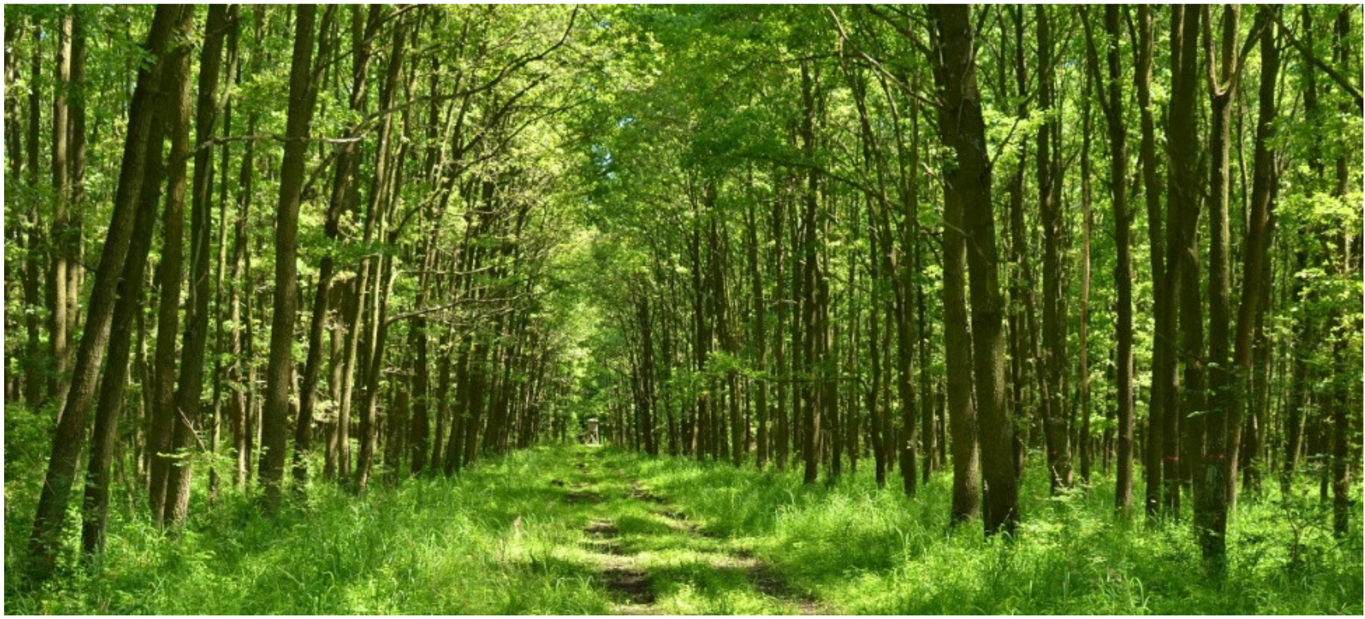 Forests 12 00580 g007 Forests 12 00580 g007