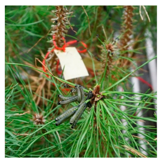 Carlyle Avenue | Needle Pine Tree with Small Pine Cones Large | Zodax