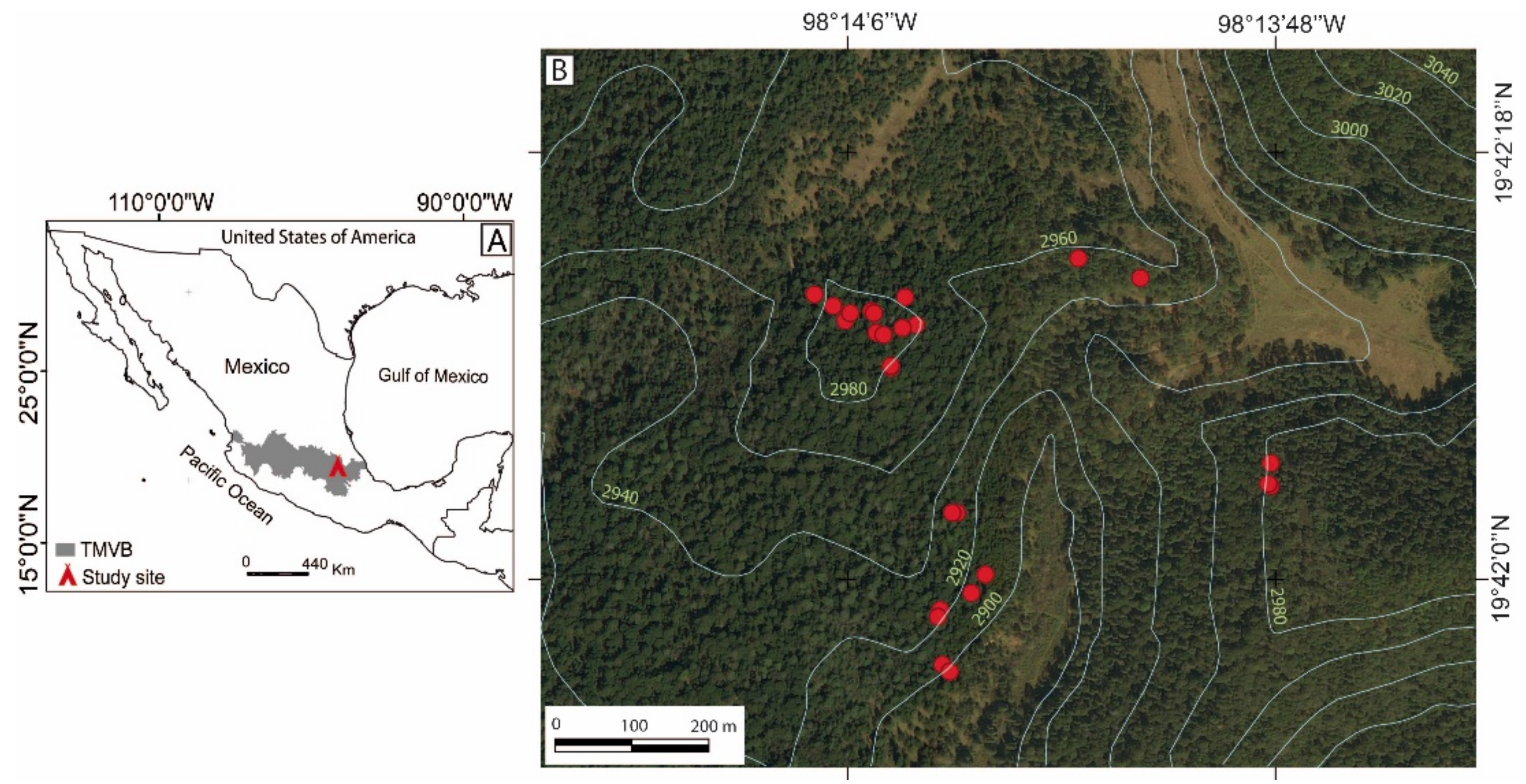 Forests | Free Full-Text | Fire History (1896–2013) in an Abies religiosa  Forest in the Sierra Norte of Puebla, Mexico