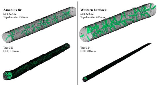 Micro-CT images of Scots pine stems. Shown are examples of