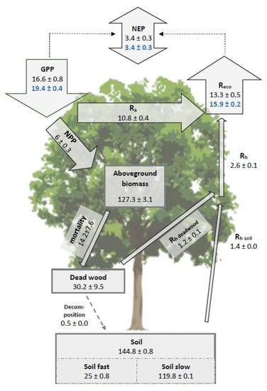 Forests | Free Full-Text | Carbon Sequestration in Mixed Deciduous Forests:  The Influence of Tree Size and Species Composition Derived from Model  Experiments | HTML