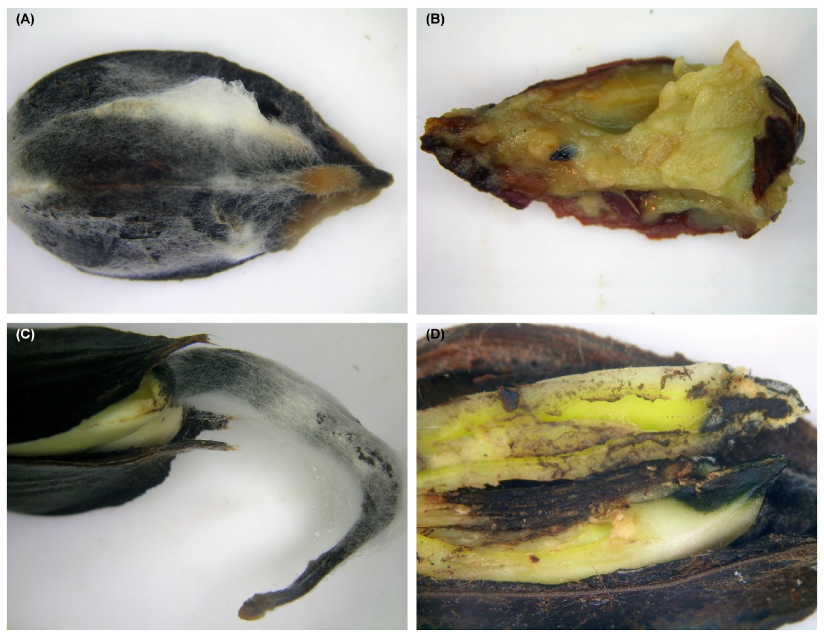 Forests 12 00811 g001 Forests 12 00811 g001