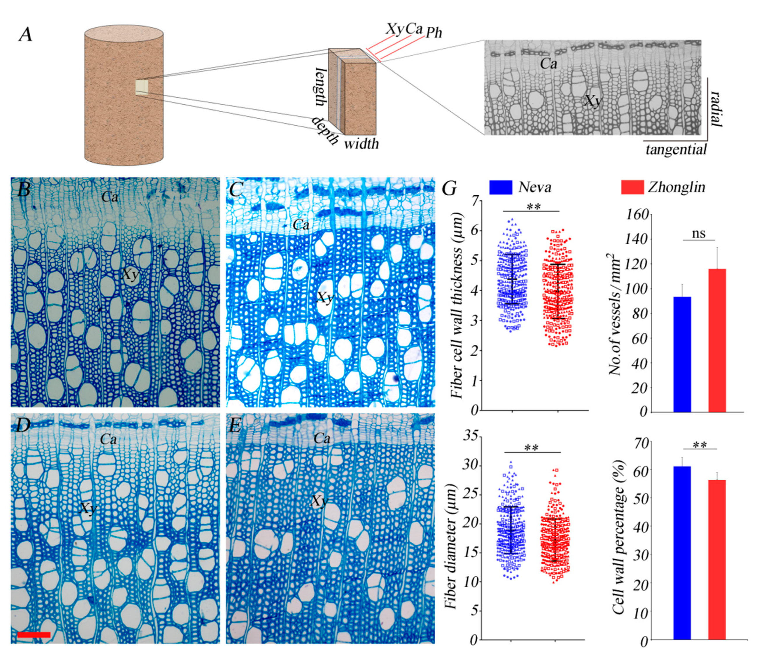 Forests 12 00972 g001a
