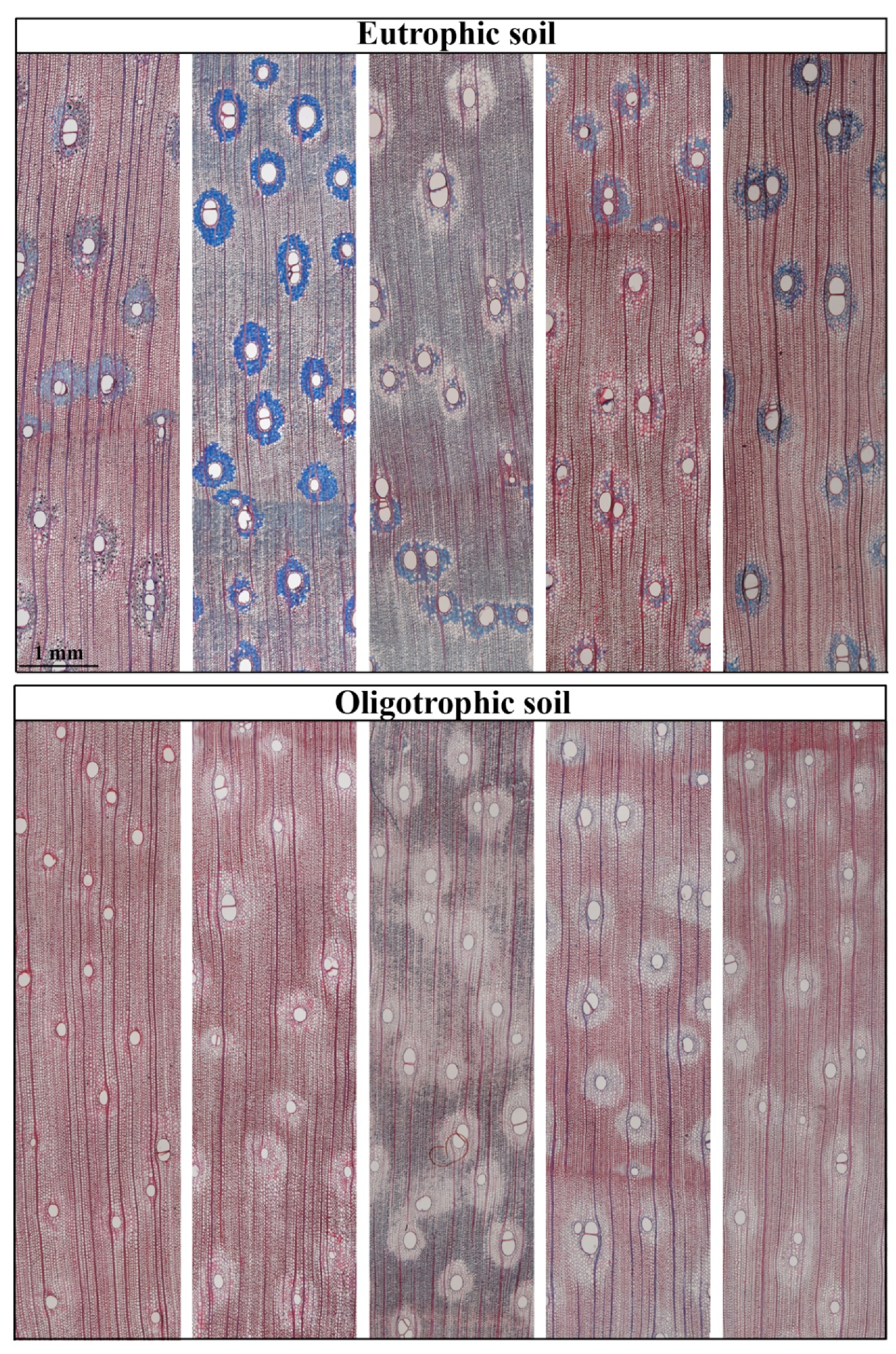 Forests 12 01058 g002