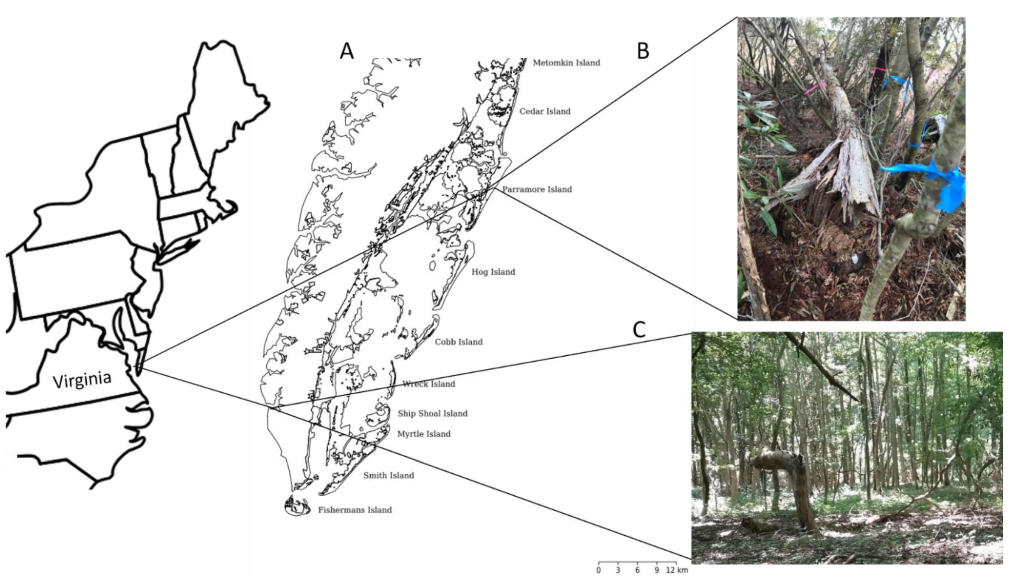 Forests | Free Full-Text | Long-Term Community Dynamics Reveal Different  Trajectories for Two Mid-Atlantic Maritime Forests