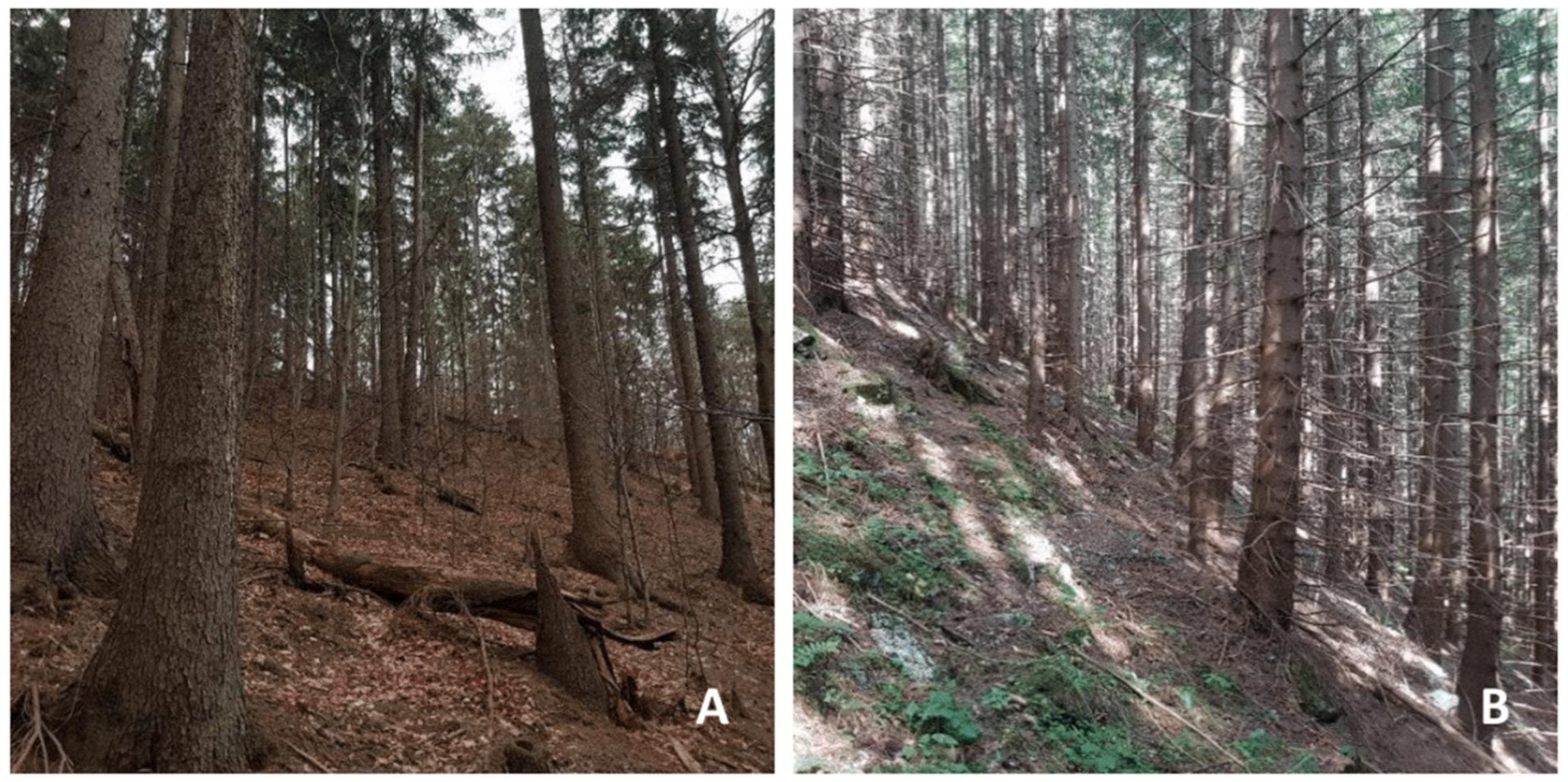 Forests 12 01118 g001