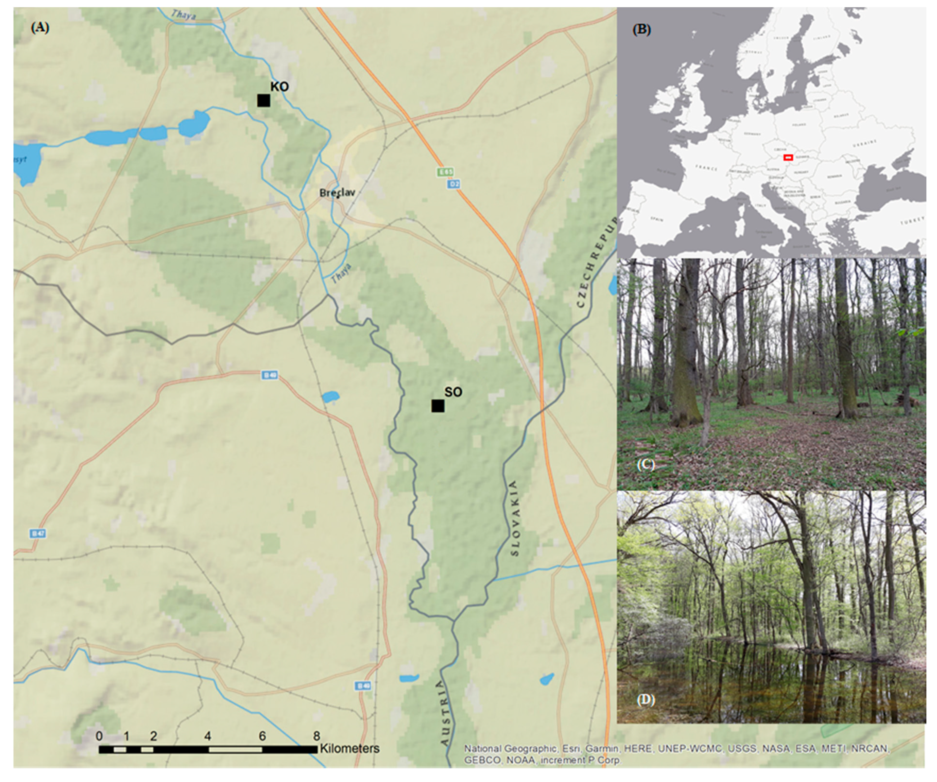 Forests | Free Full-Text | Species-Specific Effects of Groundwater Level  Alteration on Climate Sensitivity of Floodplain Trees