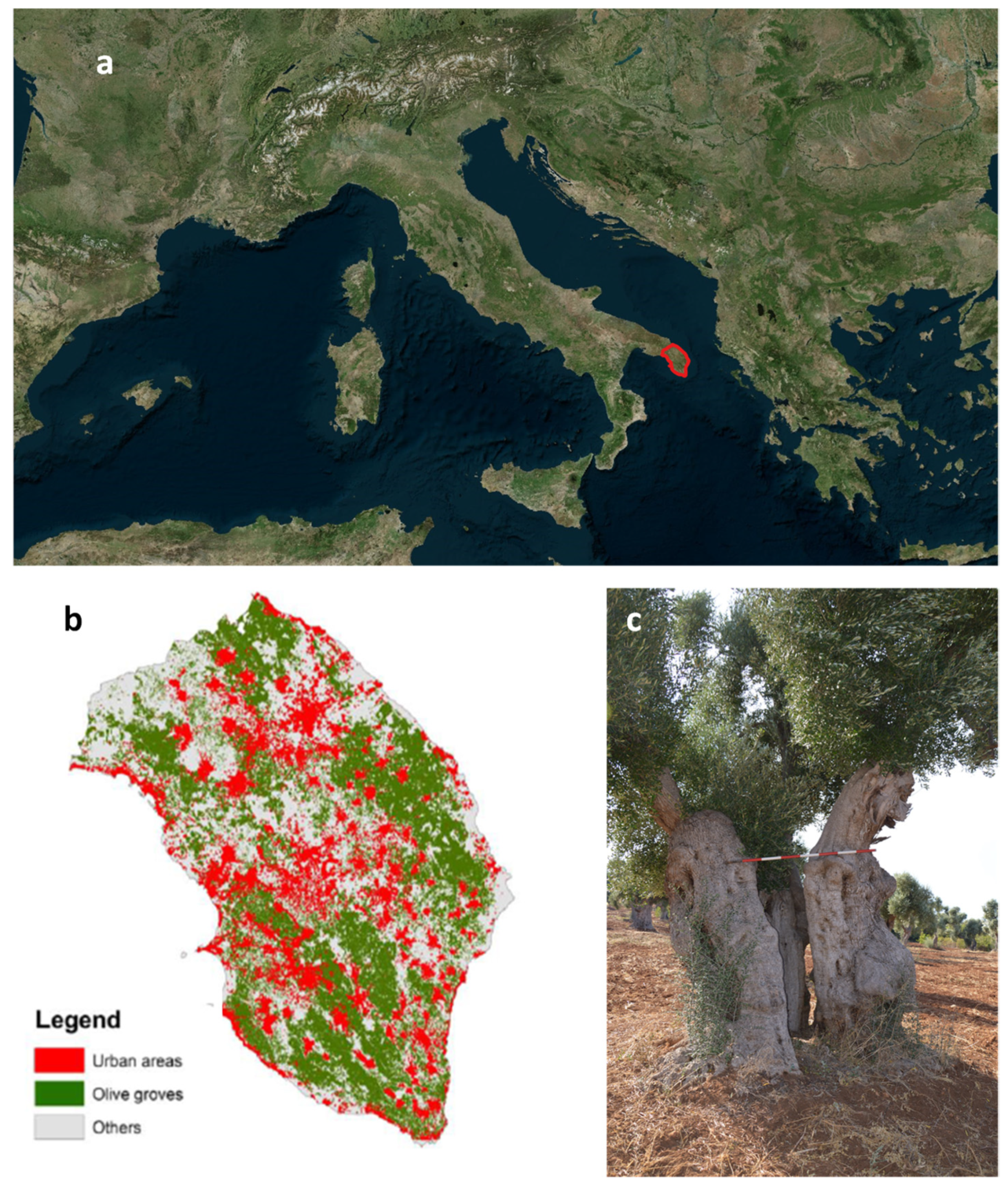 Forests | Free Full-Text | Analysis of Olive Grove Destruction by Xylella  fastidiosa Bacterium on the Land Surface Temperature in Salento Detected  Using Satellite Images