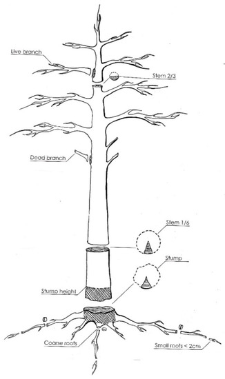 Tree Stem Vs. Tree Branches: Pictures, Charts, How To Identify Parts of a  Tree