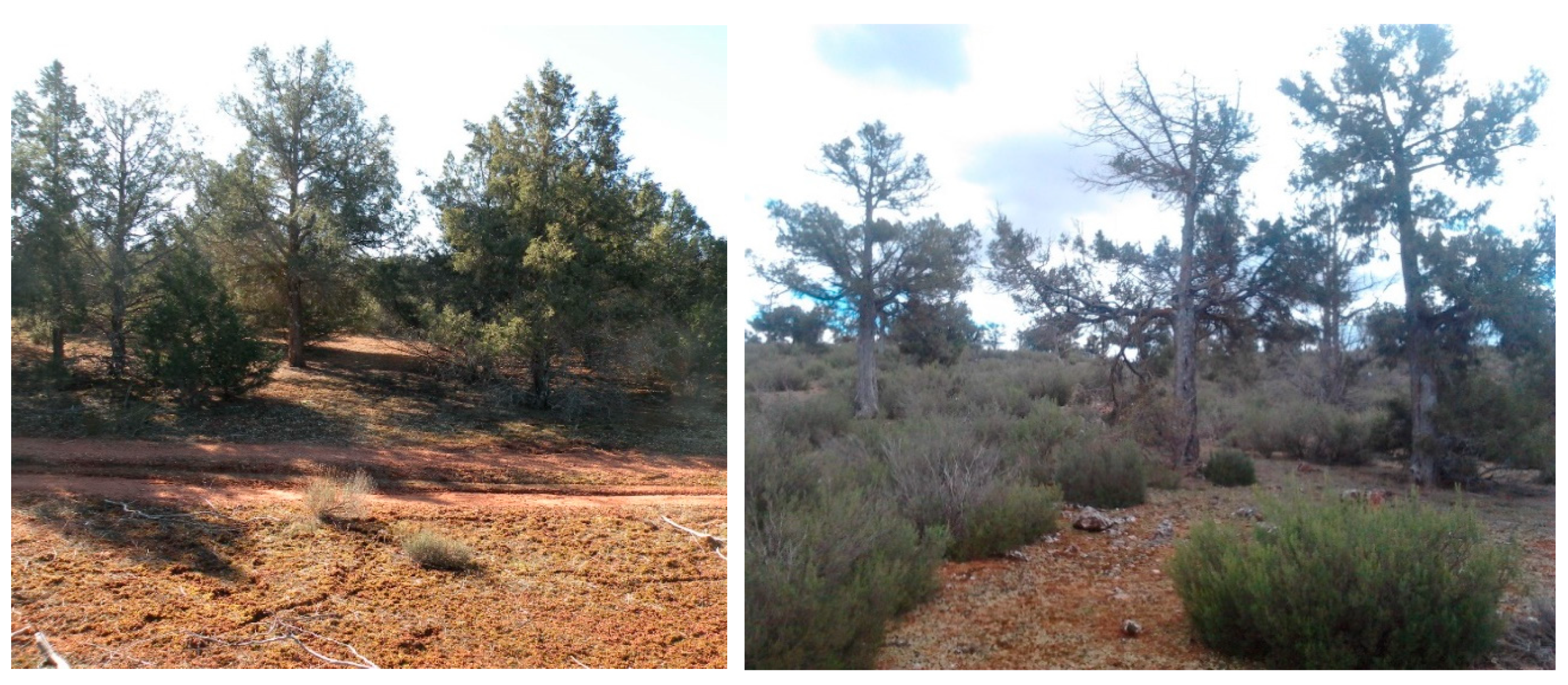 Forests 12 01340 g002