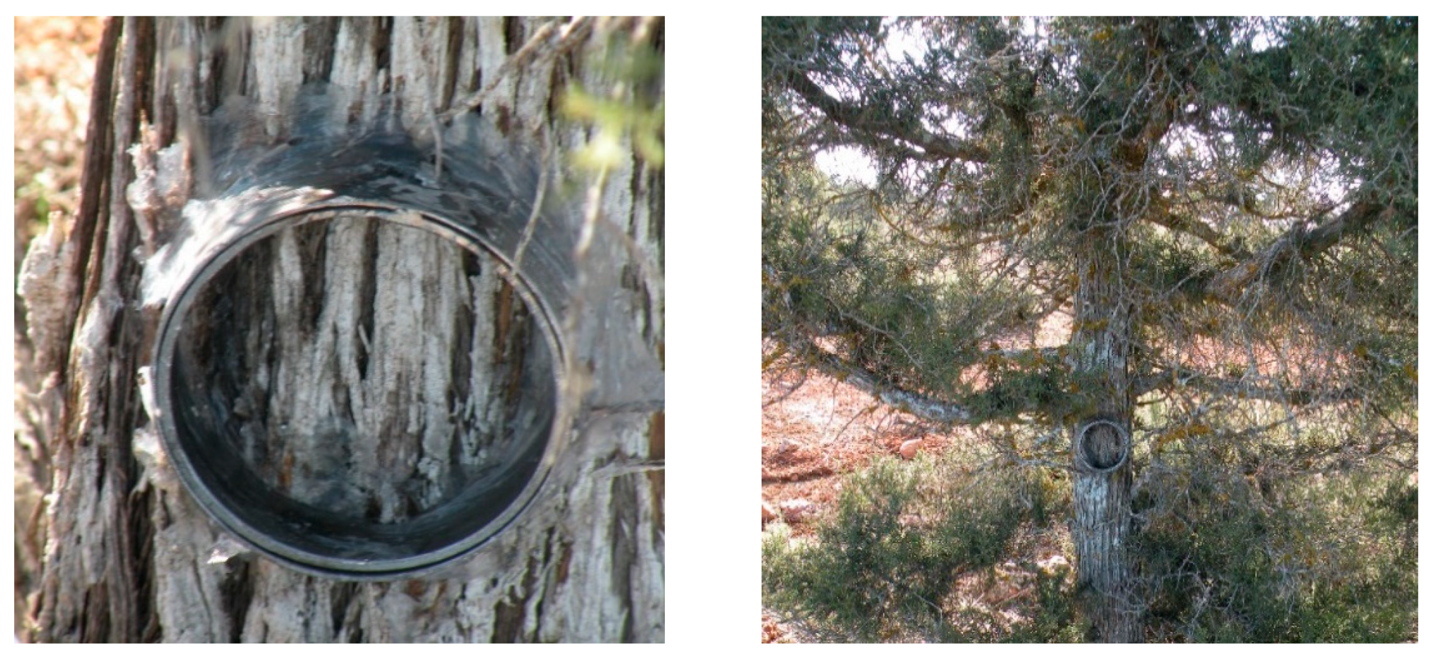 Forests 12 01340 g003