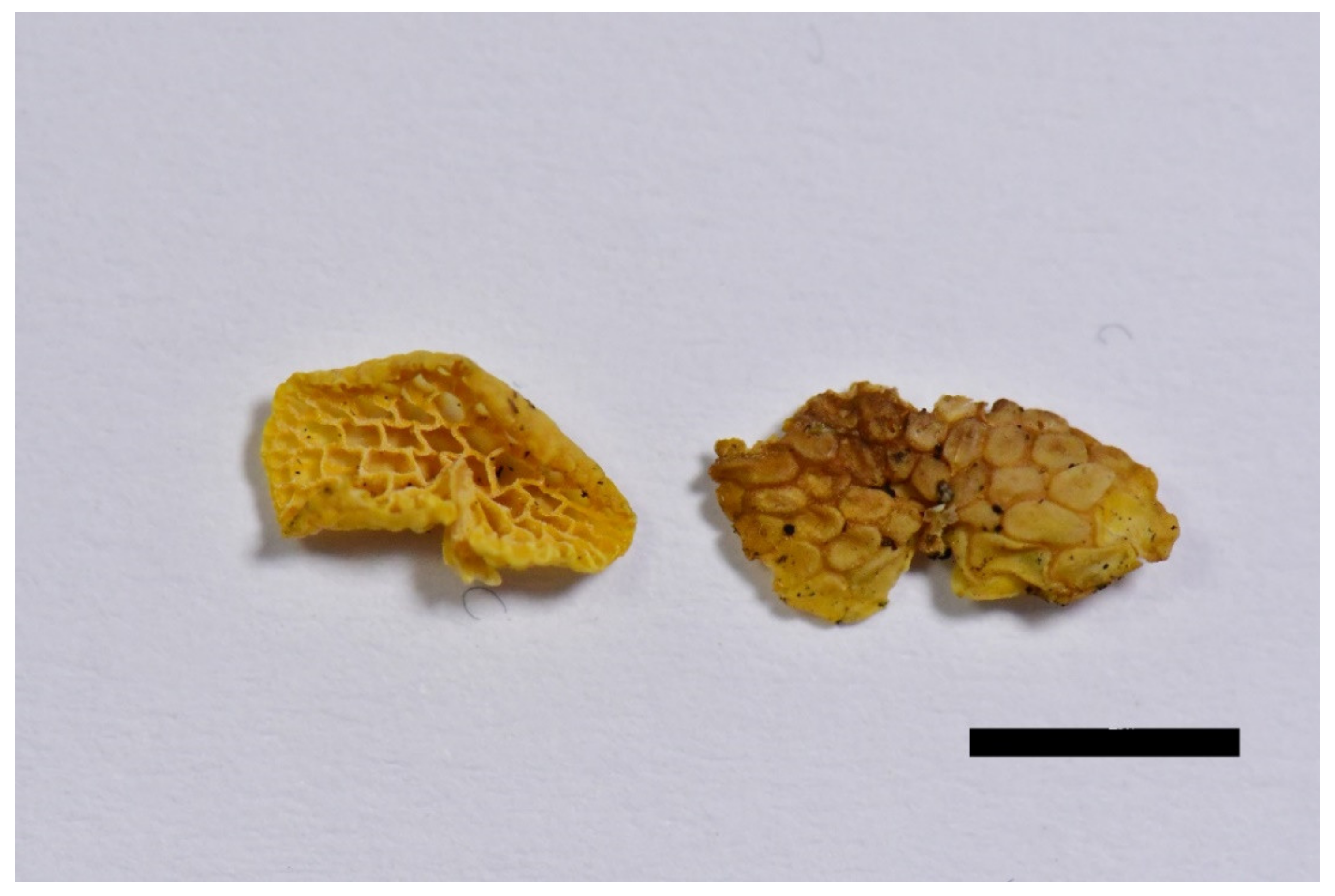 Forests 12 01397 g006