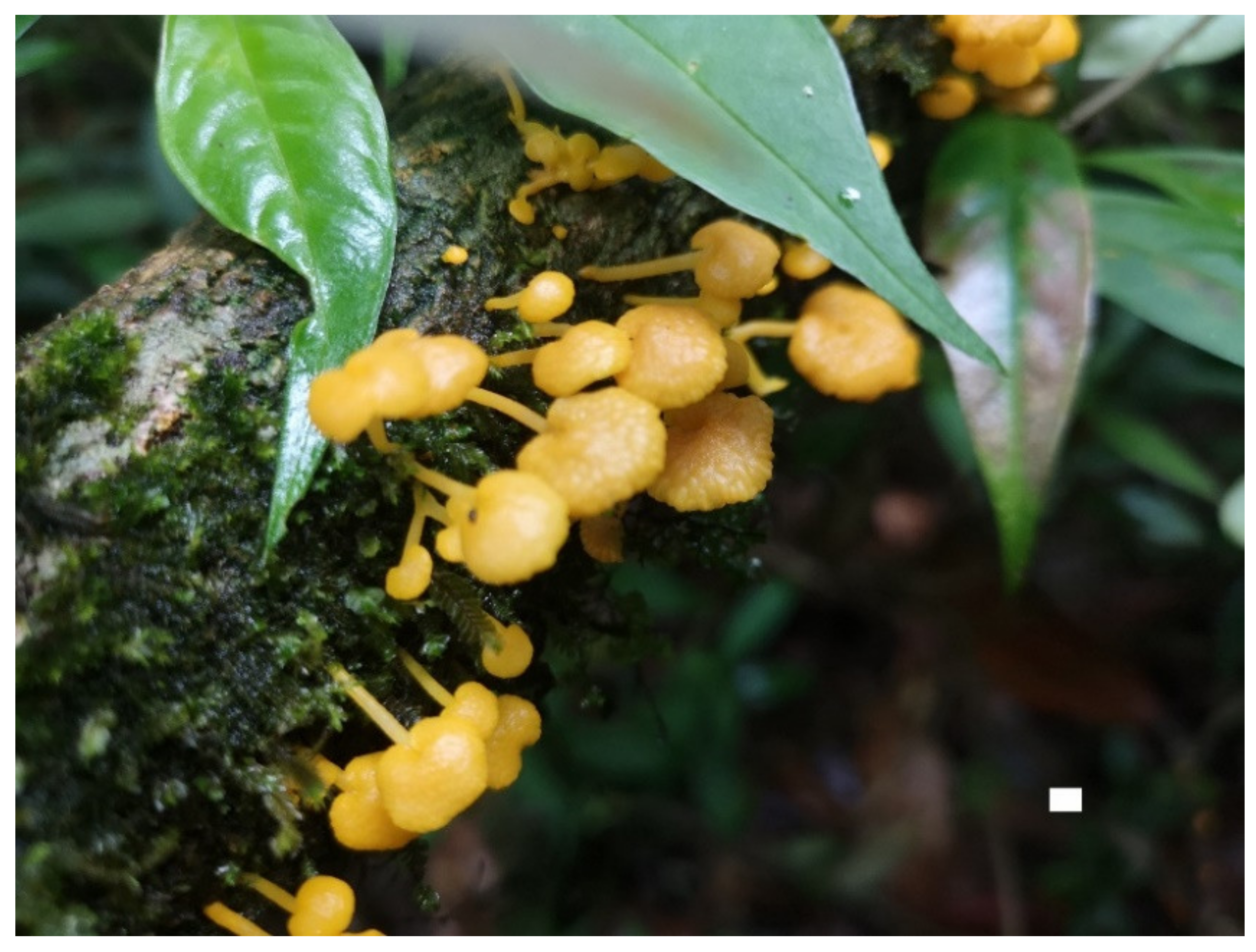 Forests 12 01397 g010