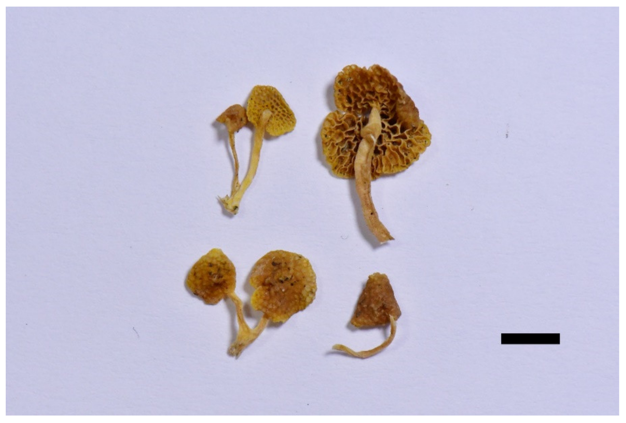 Forests 12 01397 g011