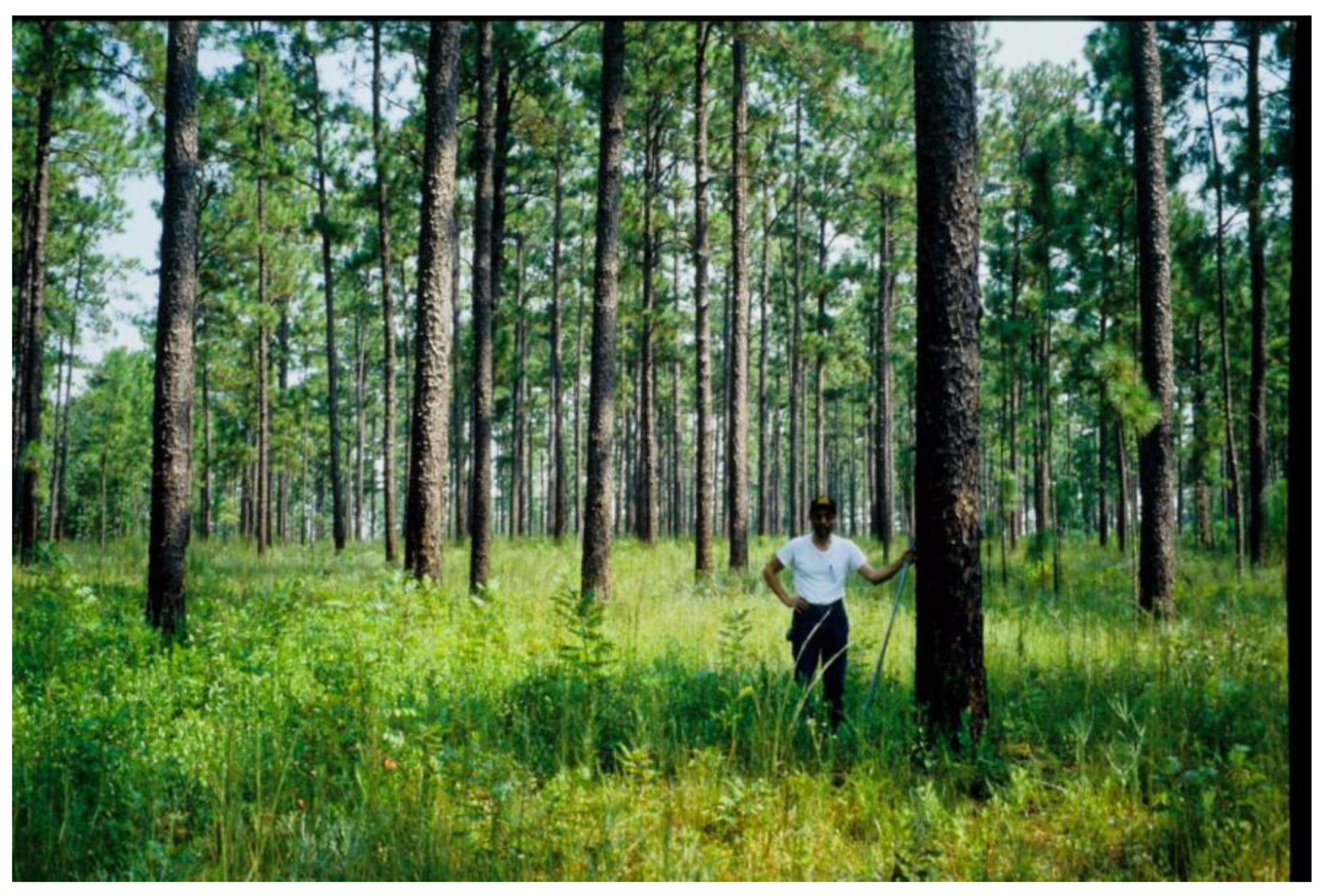 Orion Magazine - The Brutal Legacy of the Longleaf Pine